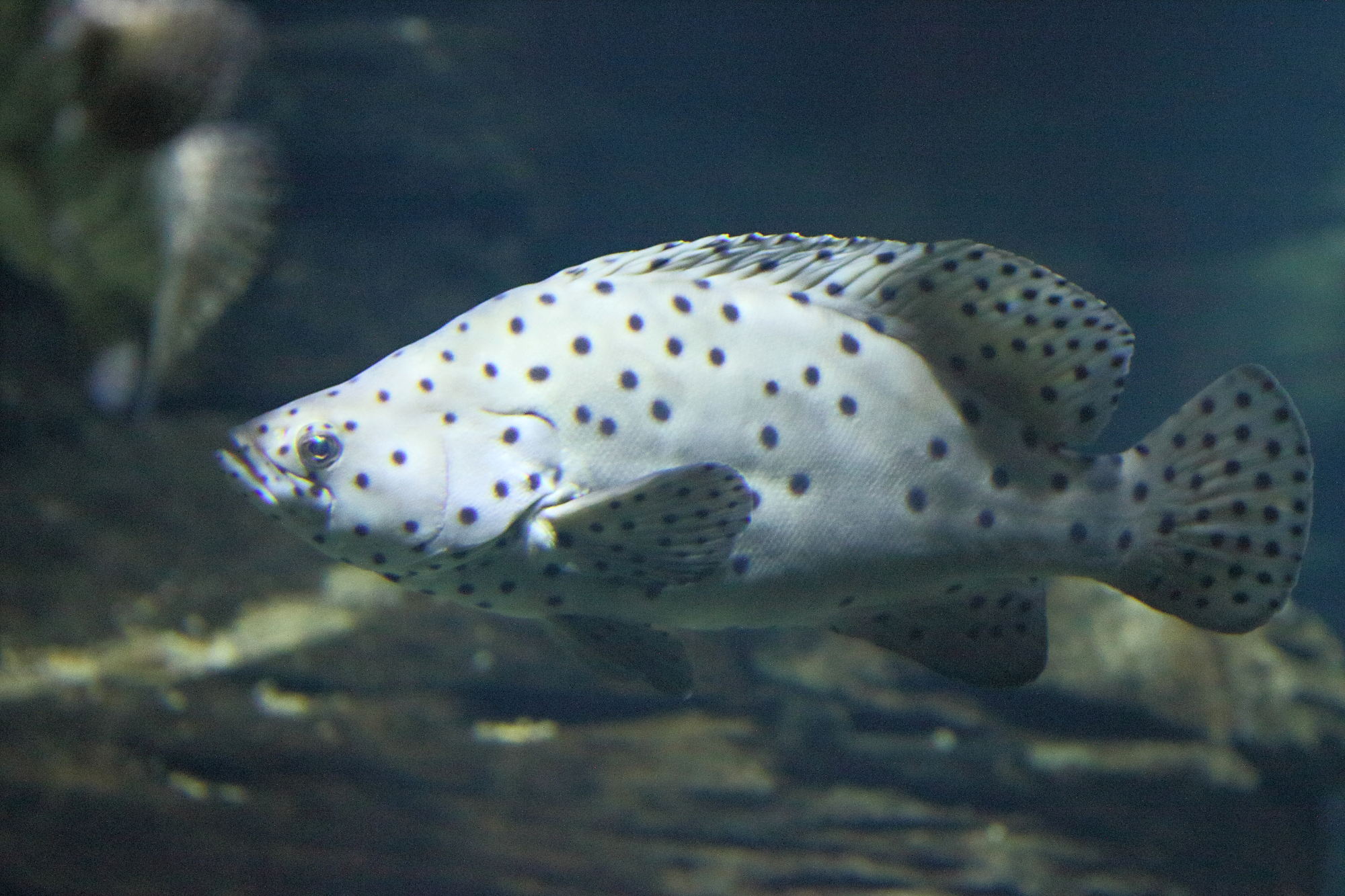 cromileptes_altivelis2bd