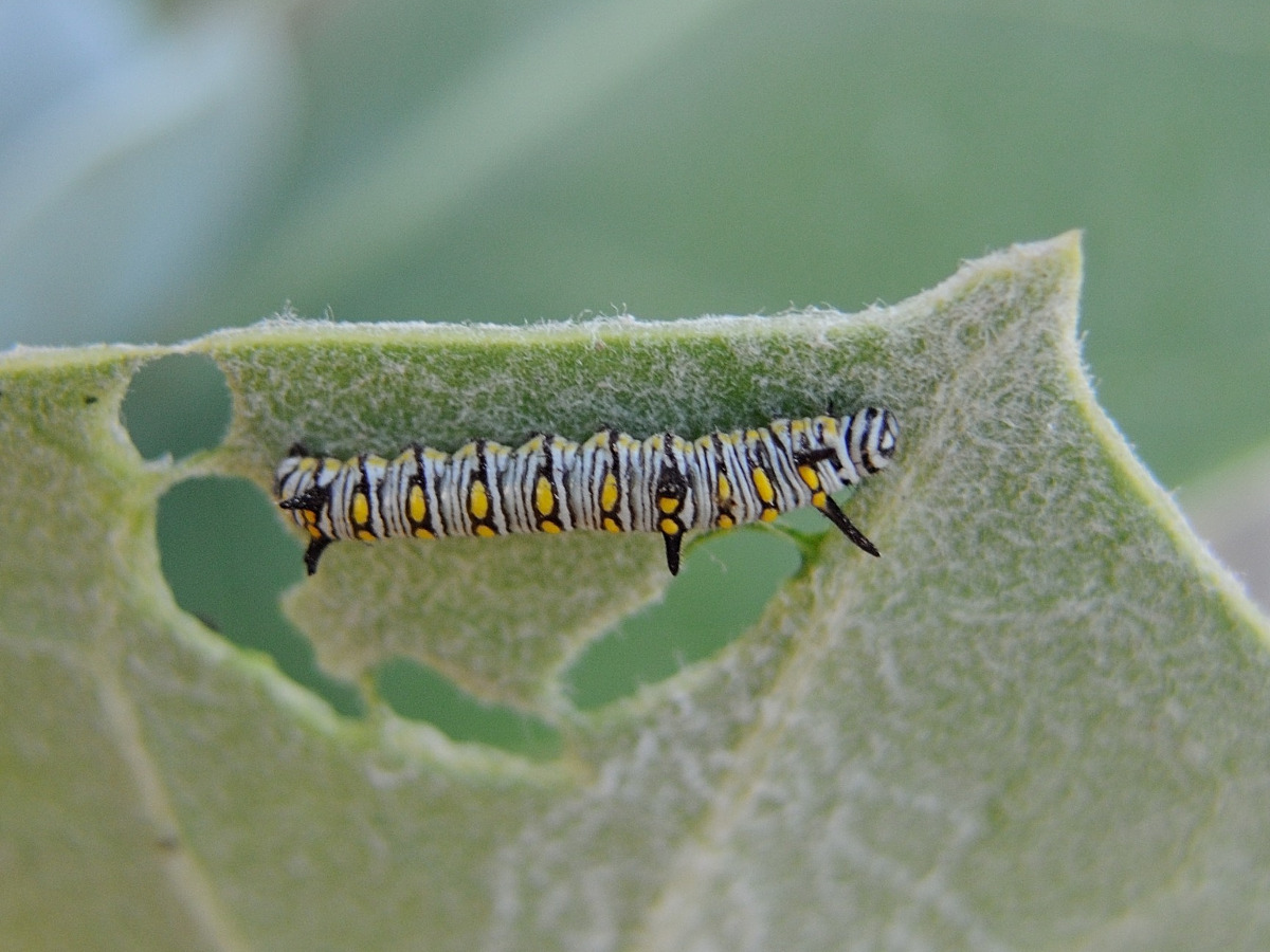 danaus_chrysippus_ch1md