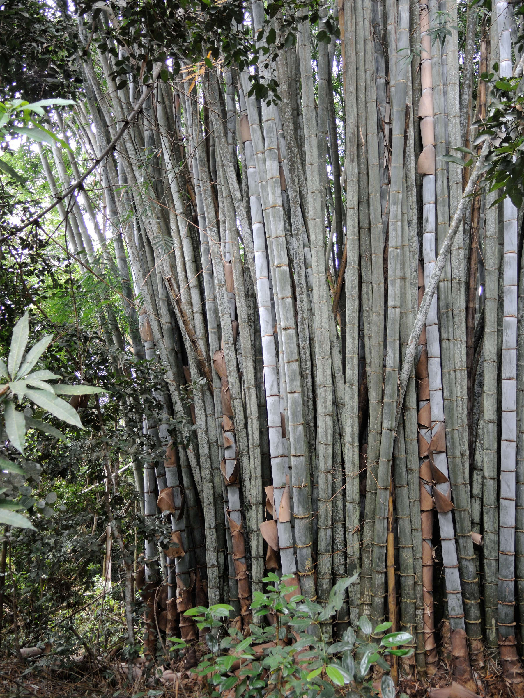 dendrocalamus_giganteus2md