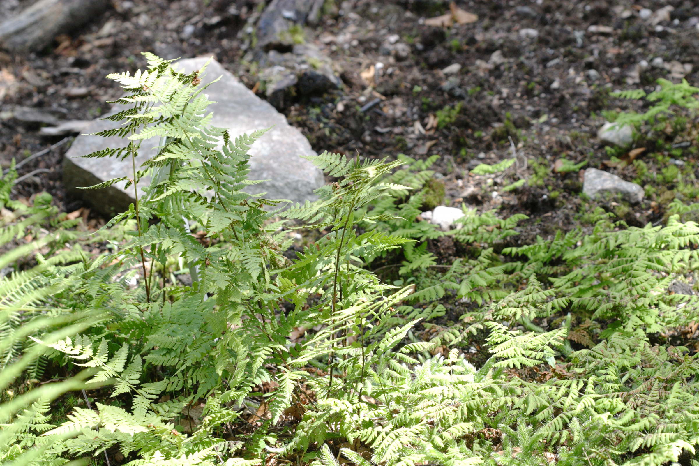 Afficher le média dryopteris_carthusiana5bd dryopteris_carthusiana5bd
