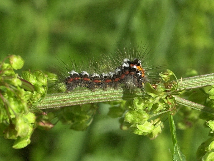 euproctis_similis_ch2md