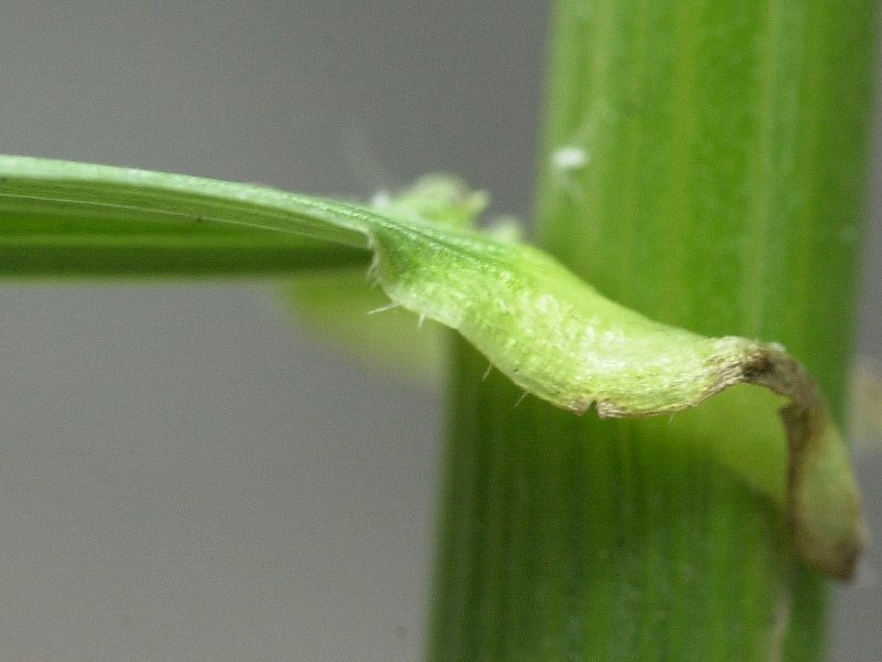 festuca_arundinacea2md