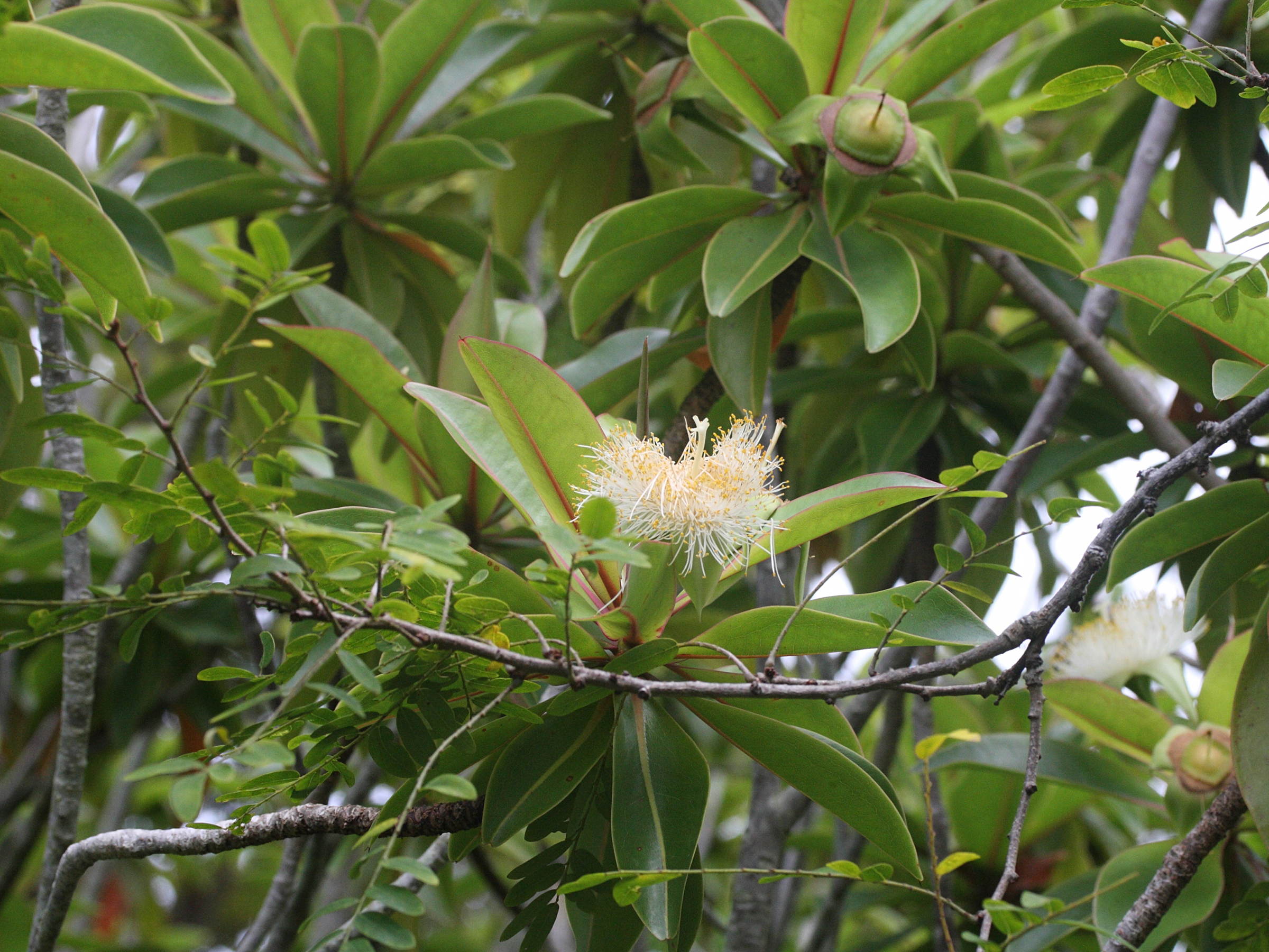 foetidia_mauritiana5md