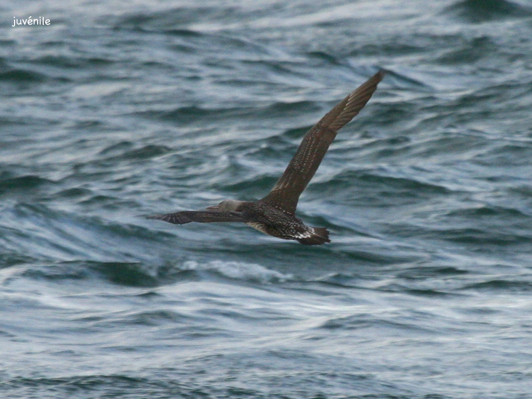 fou_de_bassan_-_morus_bassanus5bd