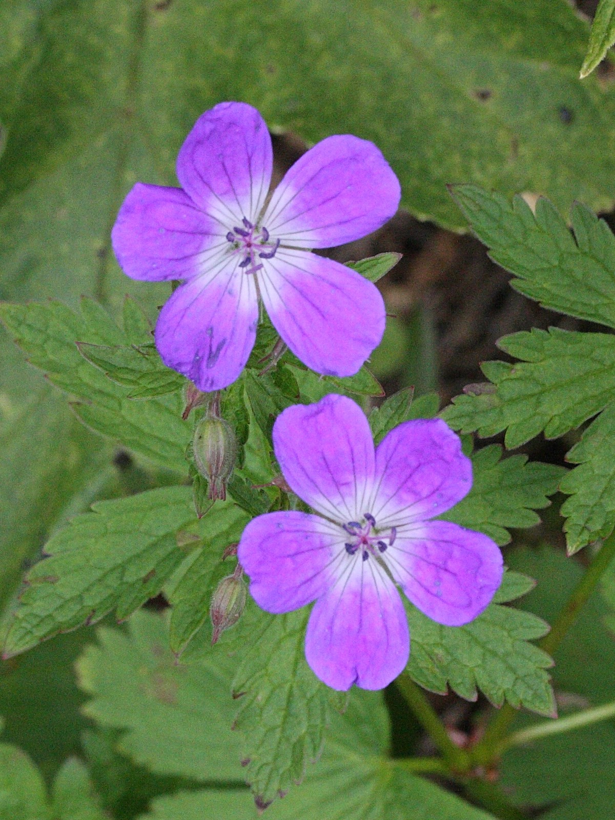 Afficher le média geranium_sylvaticum2amd geranium_sylvaticum2amd