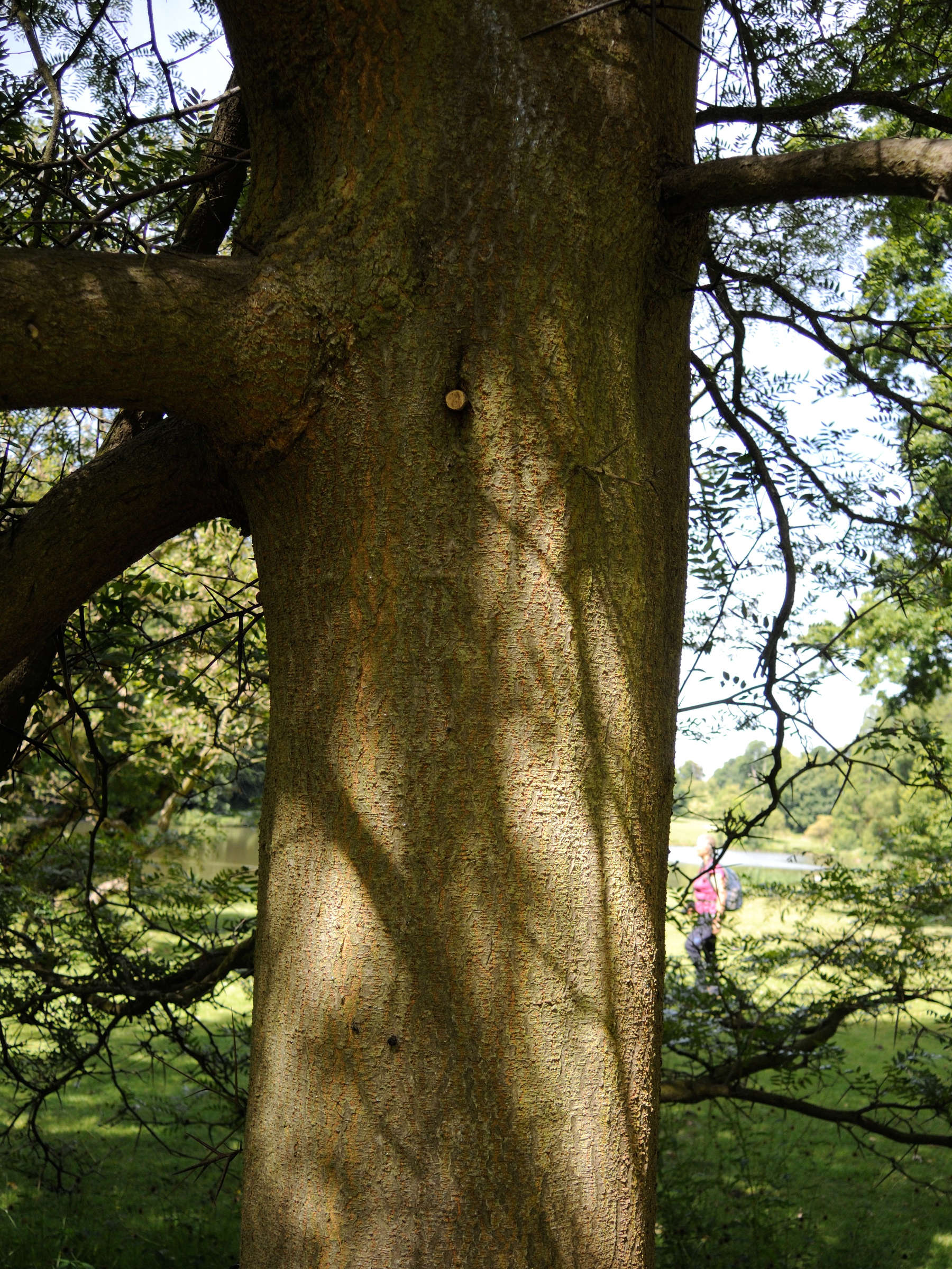 gleditsia_aquatica3md