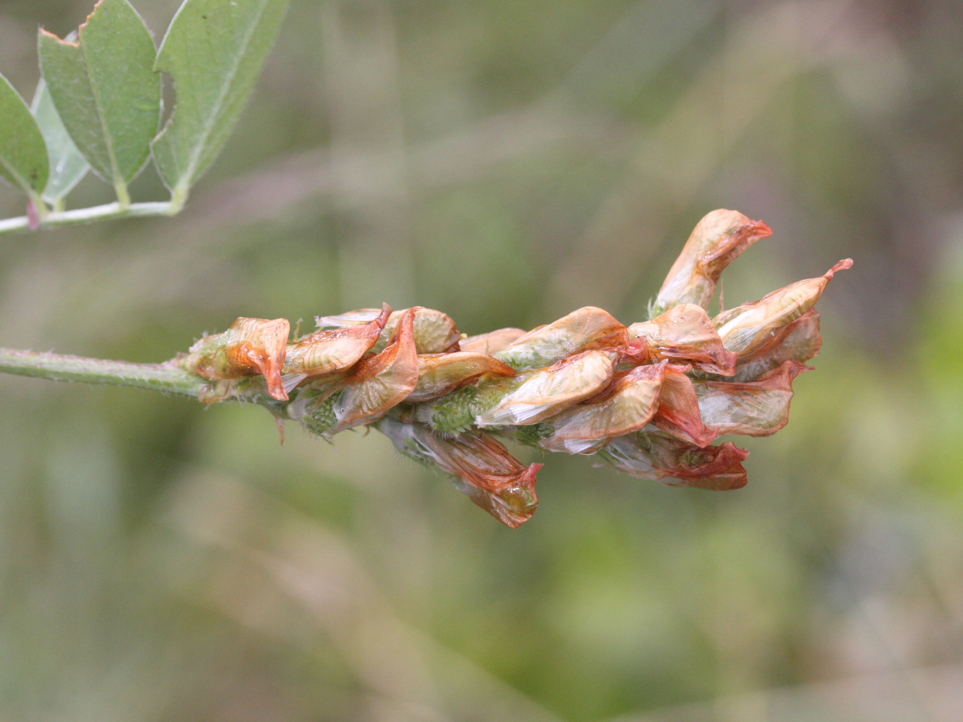 hedysarum_coronarium3md