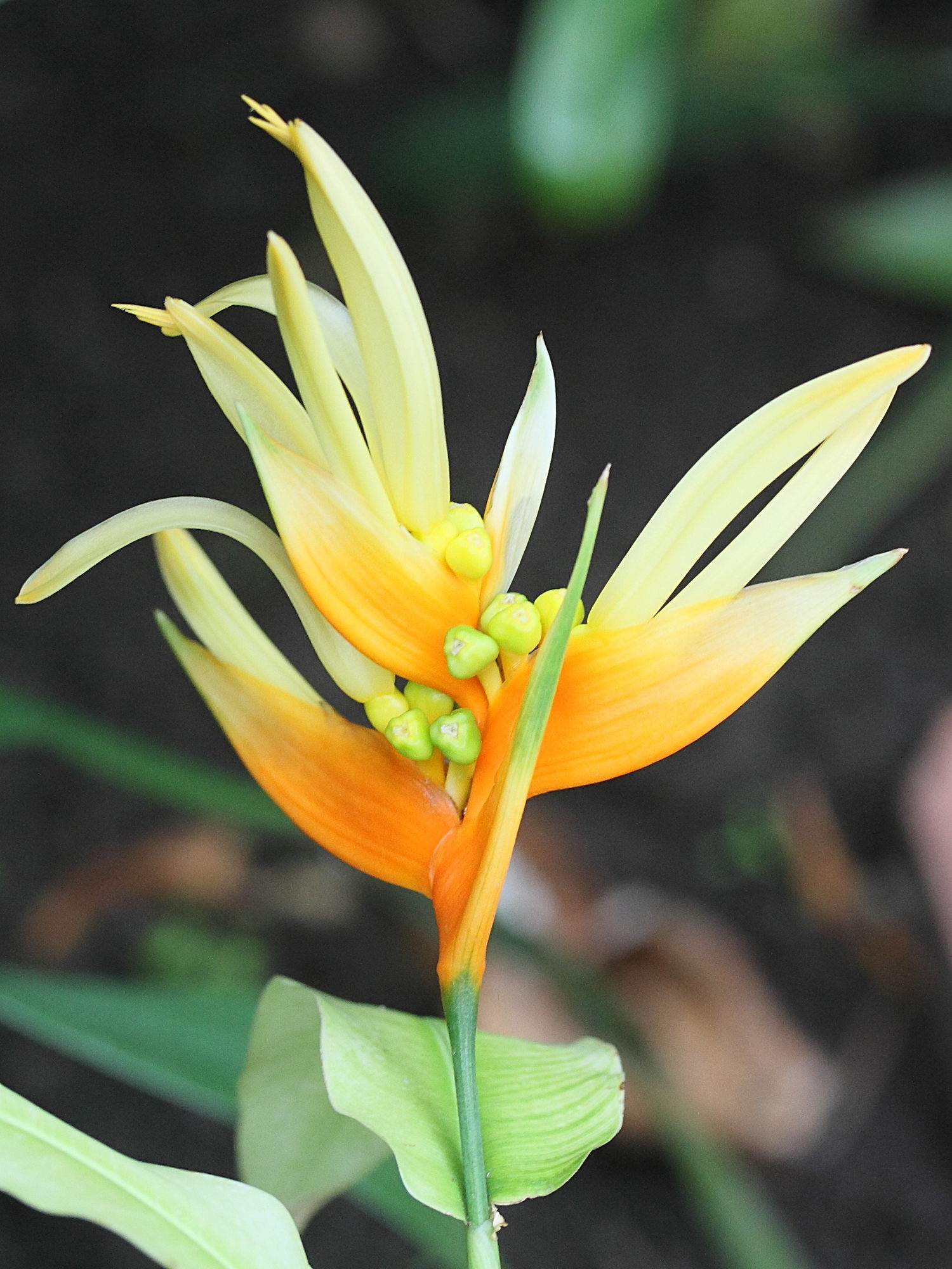 heliconia_aurantiaca2md