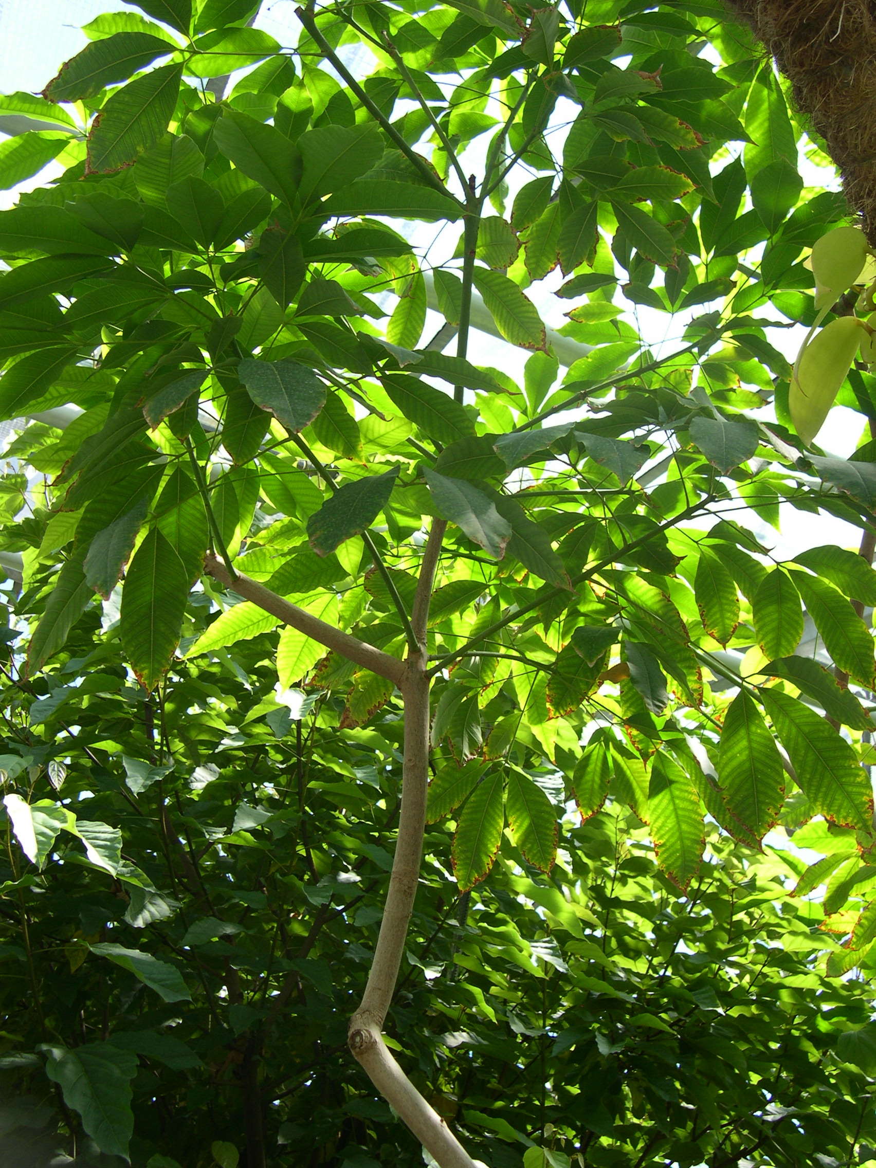 hevea_brasiliensis1md