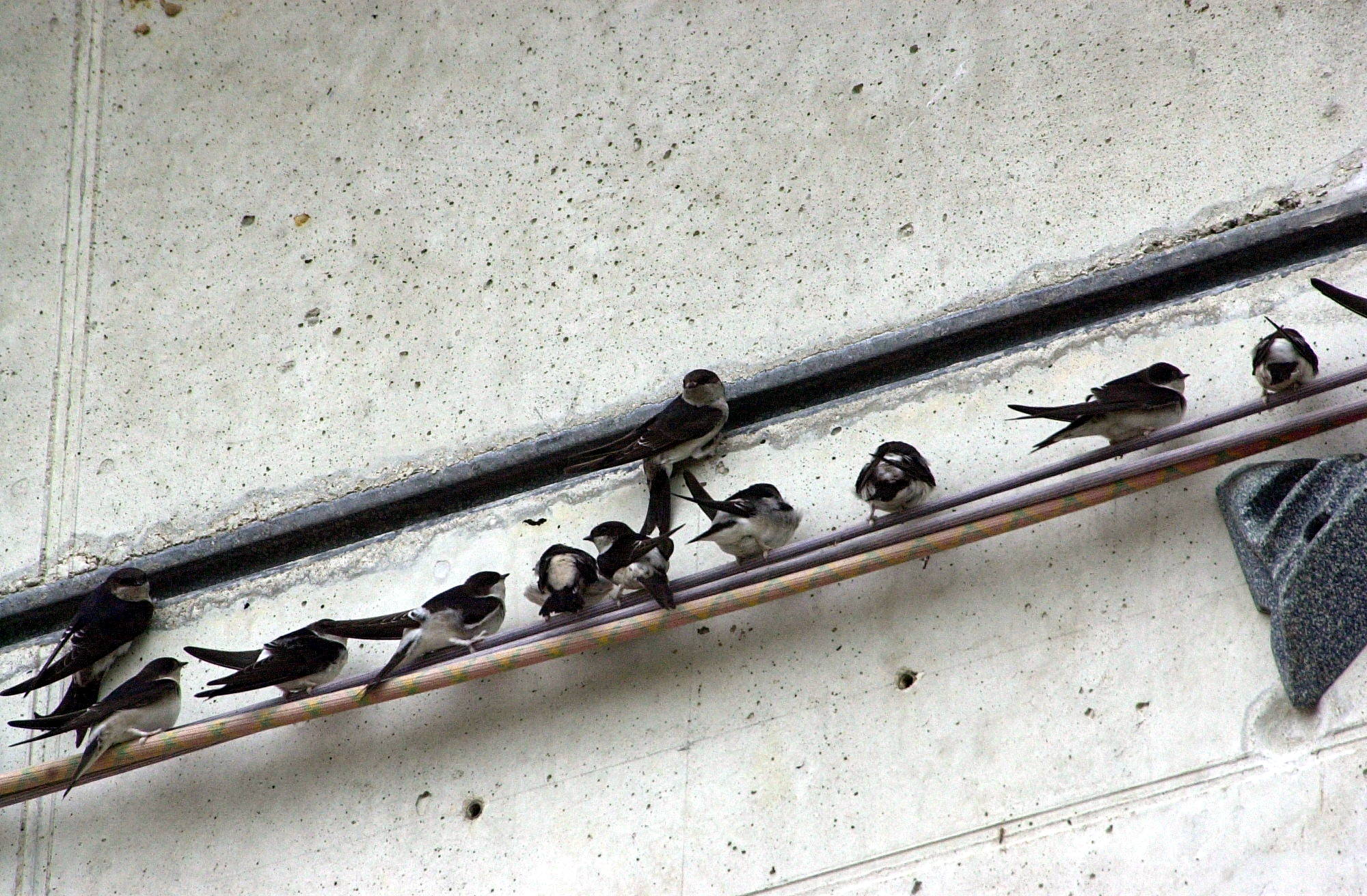 hirondelle_de_fenetre_-_delichon_urbicum1md