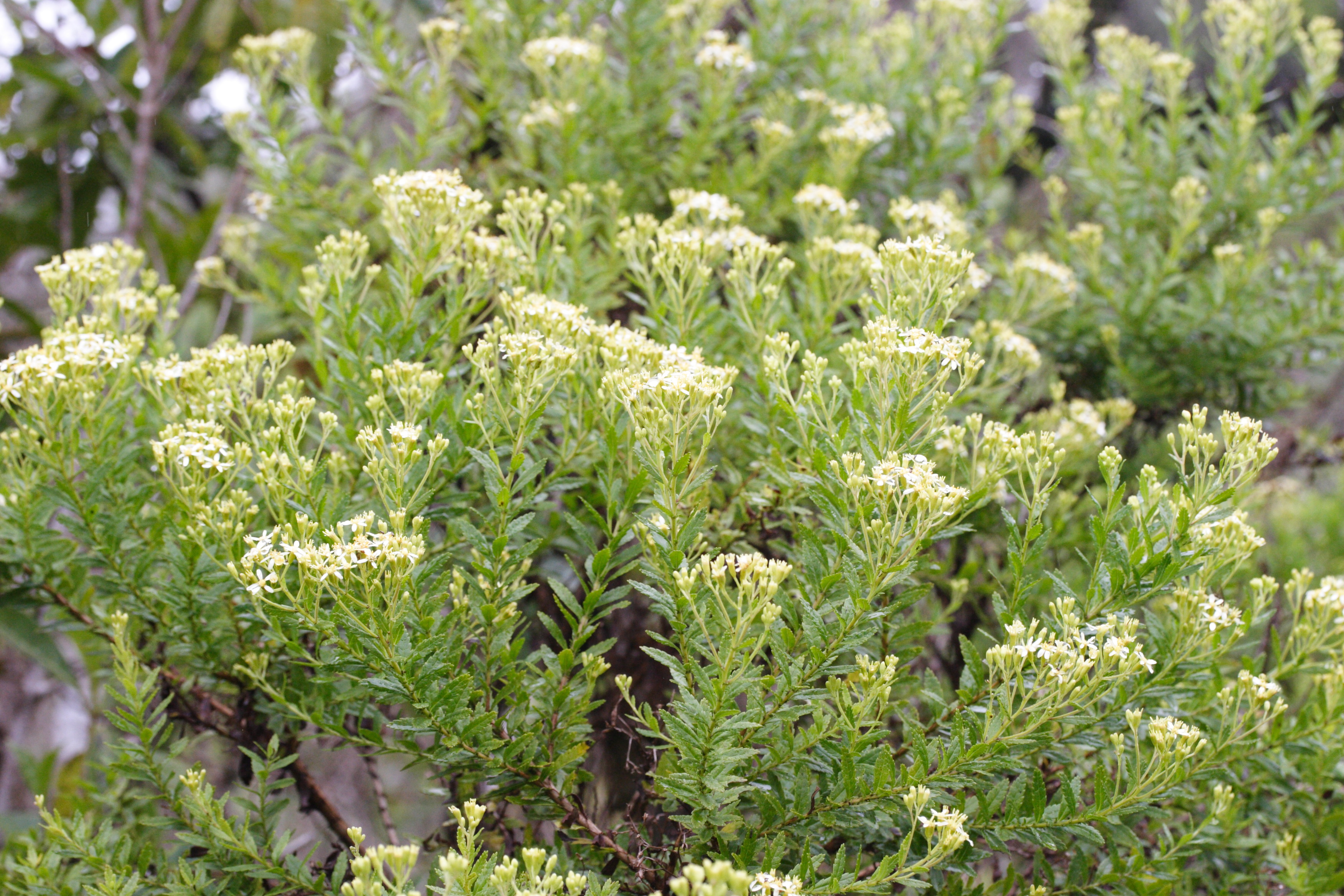 hubertia_ambavilla5md