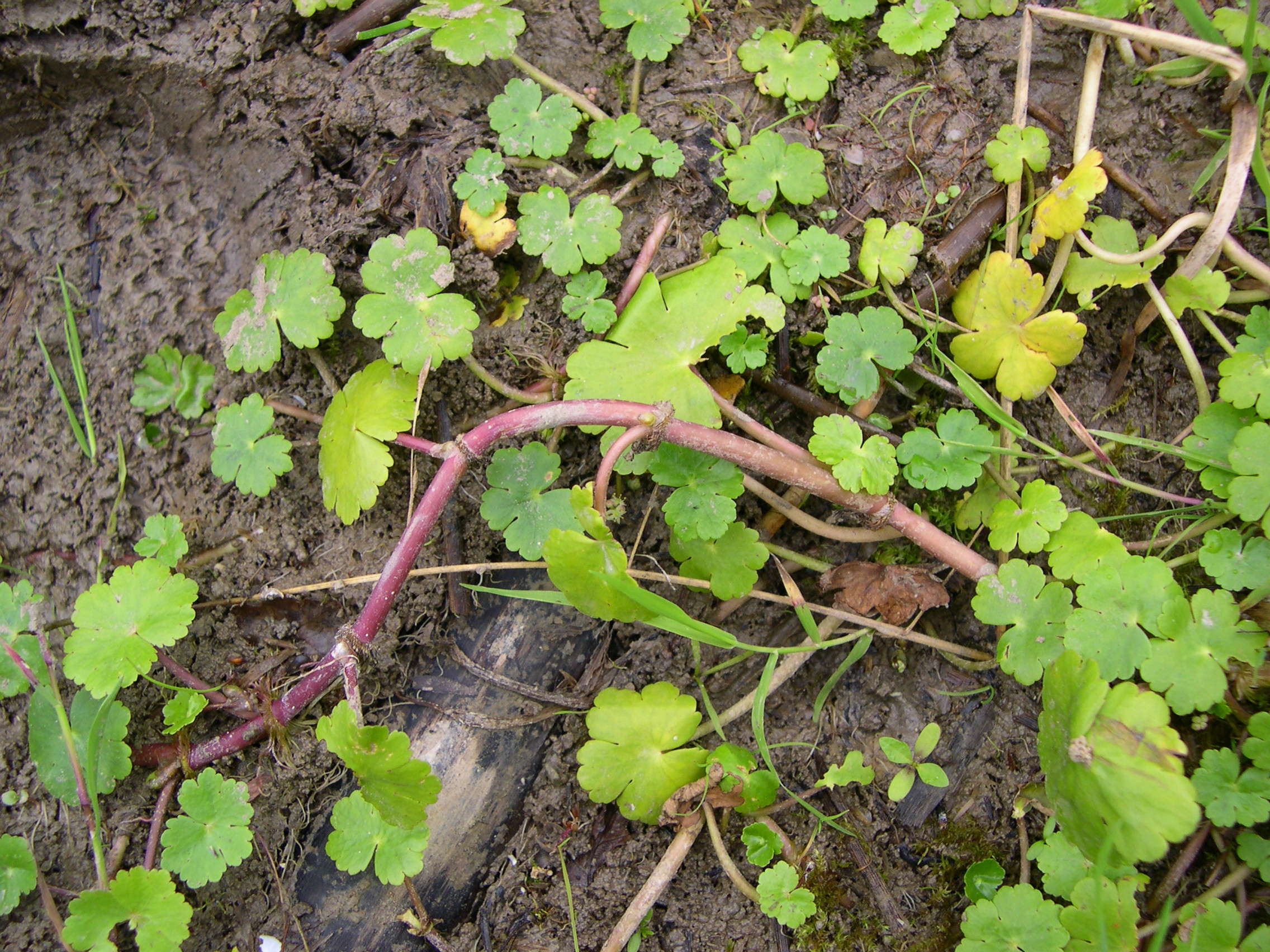 Afficher le média hydrocotyle_vulgaris2md hydrocotyle_vulgaris2md