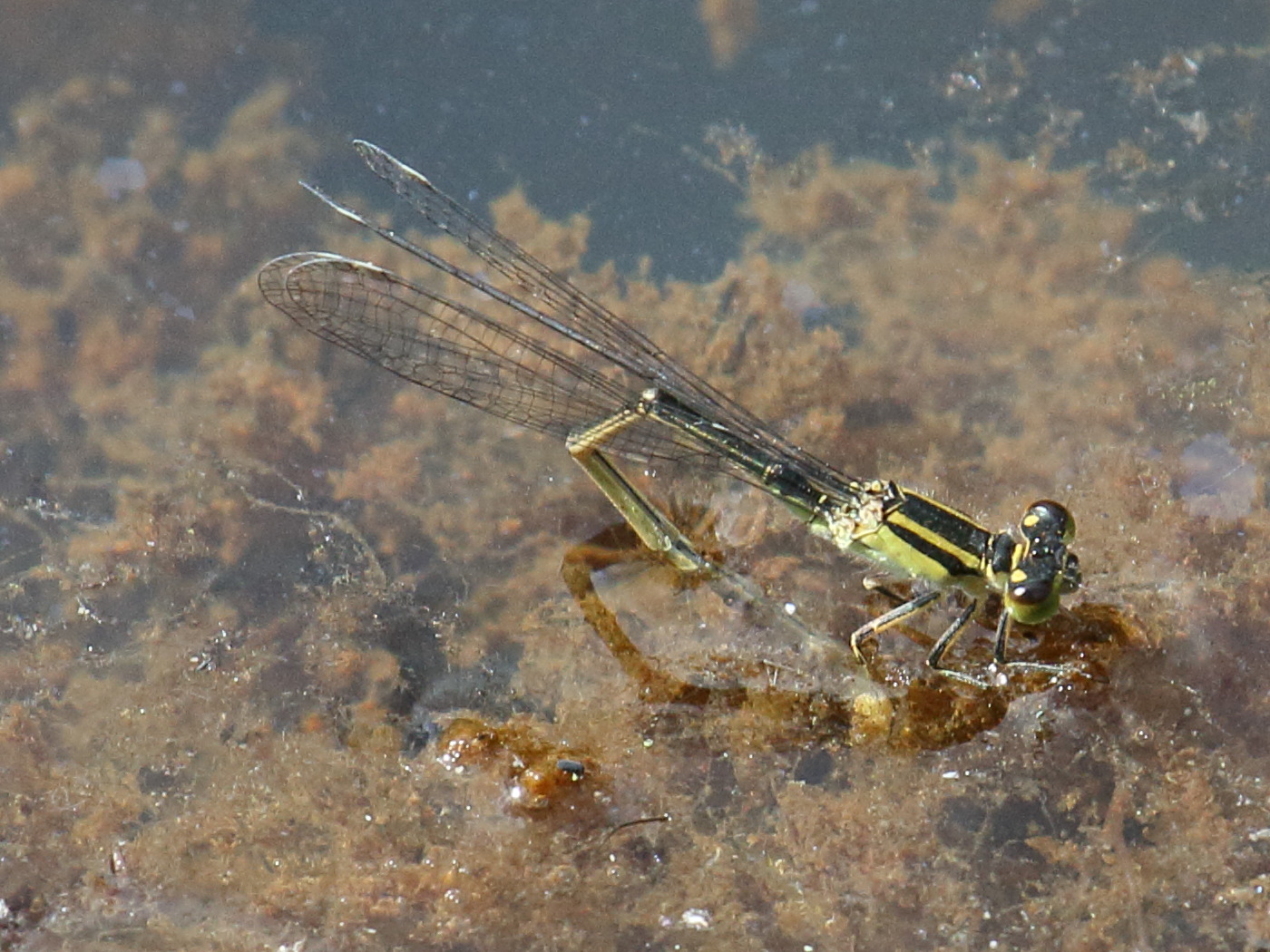 ischnura_elegans10bd