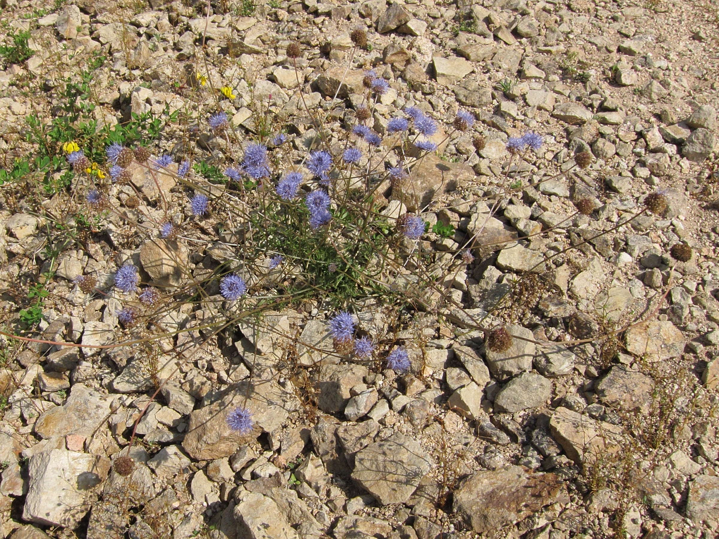 Afficher le média jasione_montana4bd jasione_montana4bd