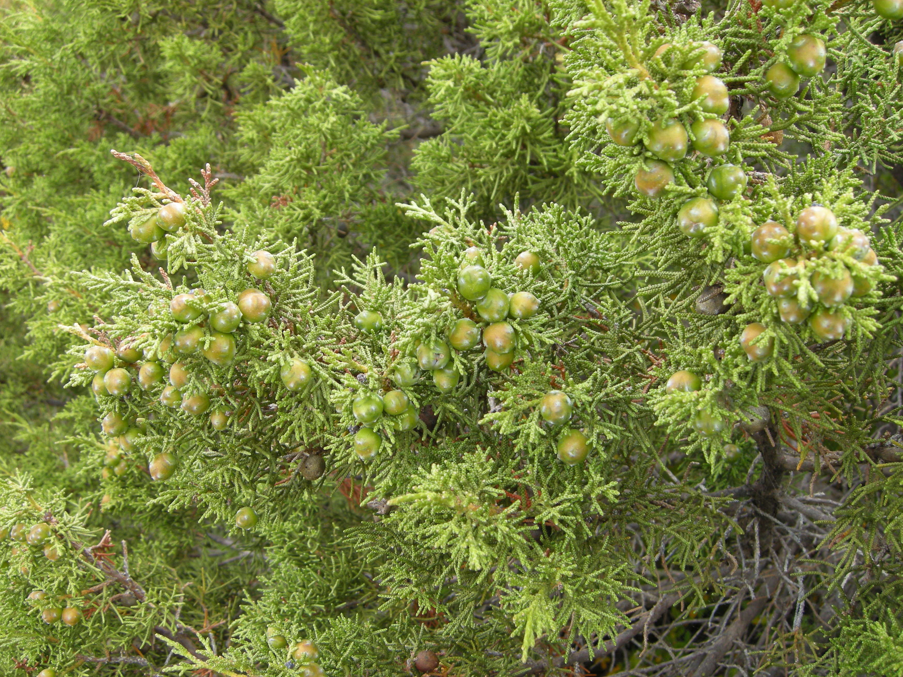juniperus_phoenicea4md