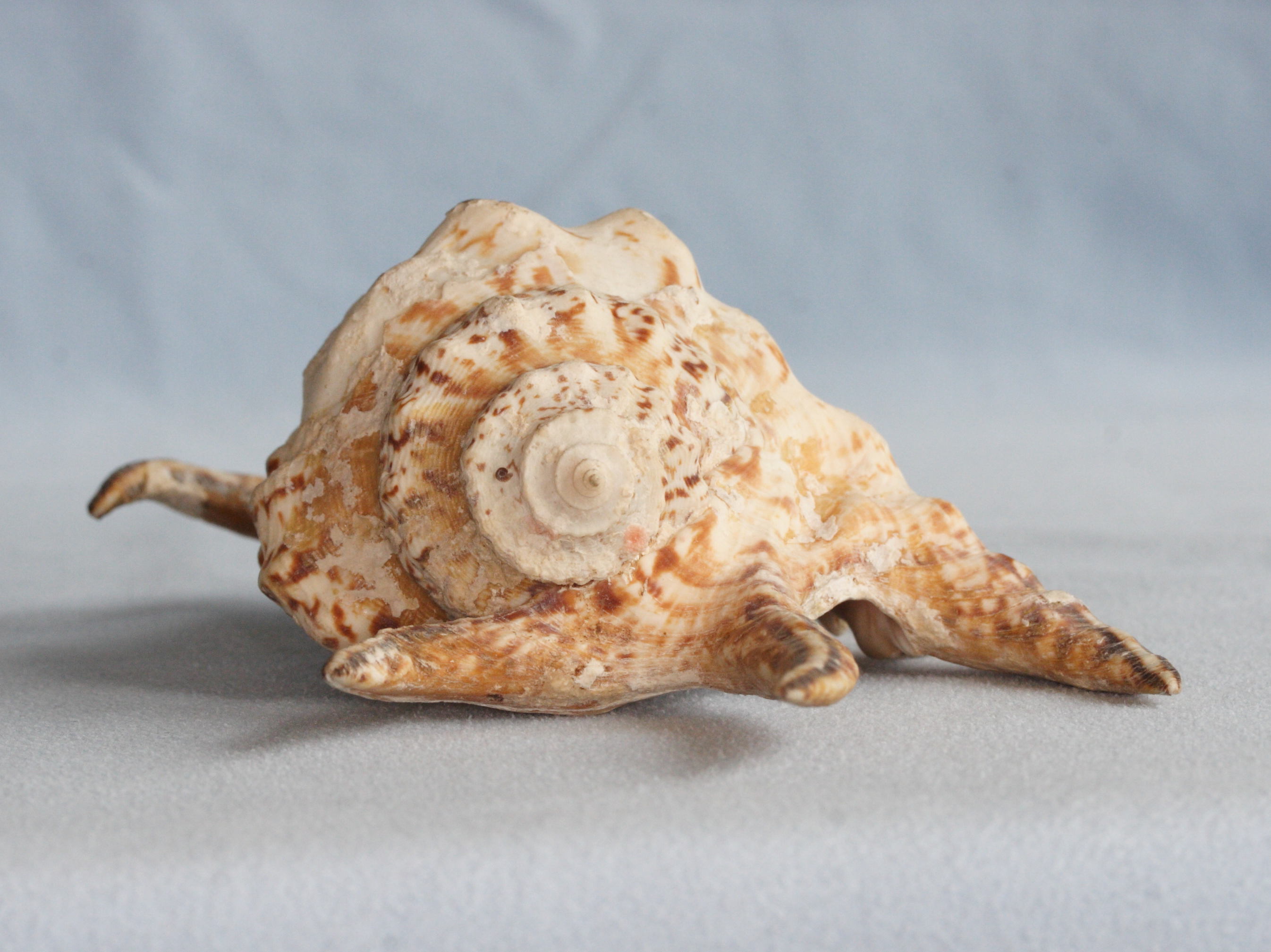 lambis_chiragra_arthritica3md