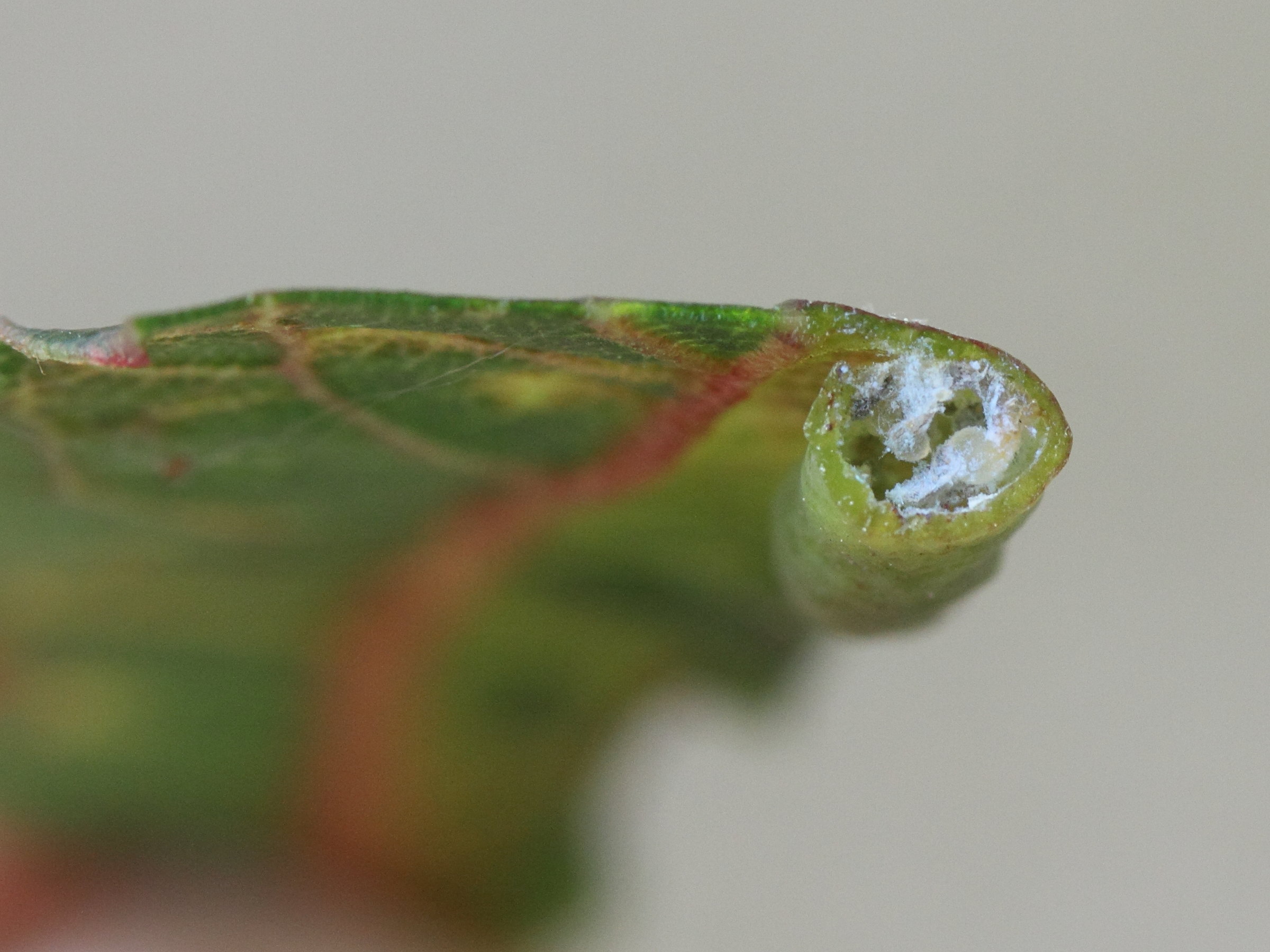 lauritrioza_alacris_galle2md