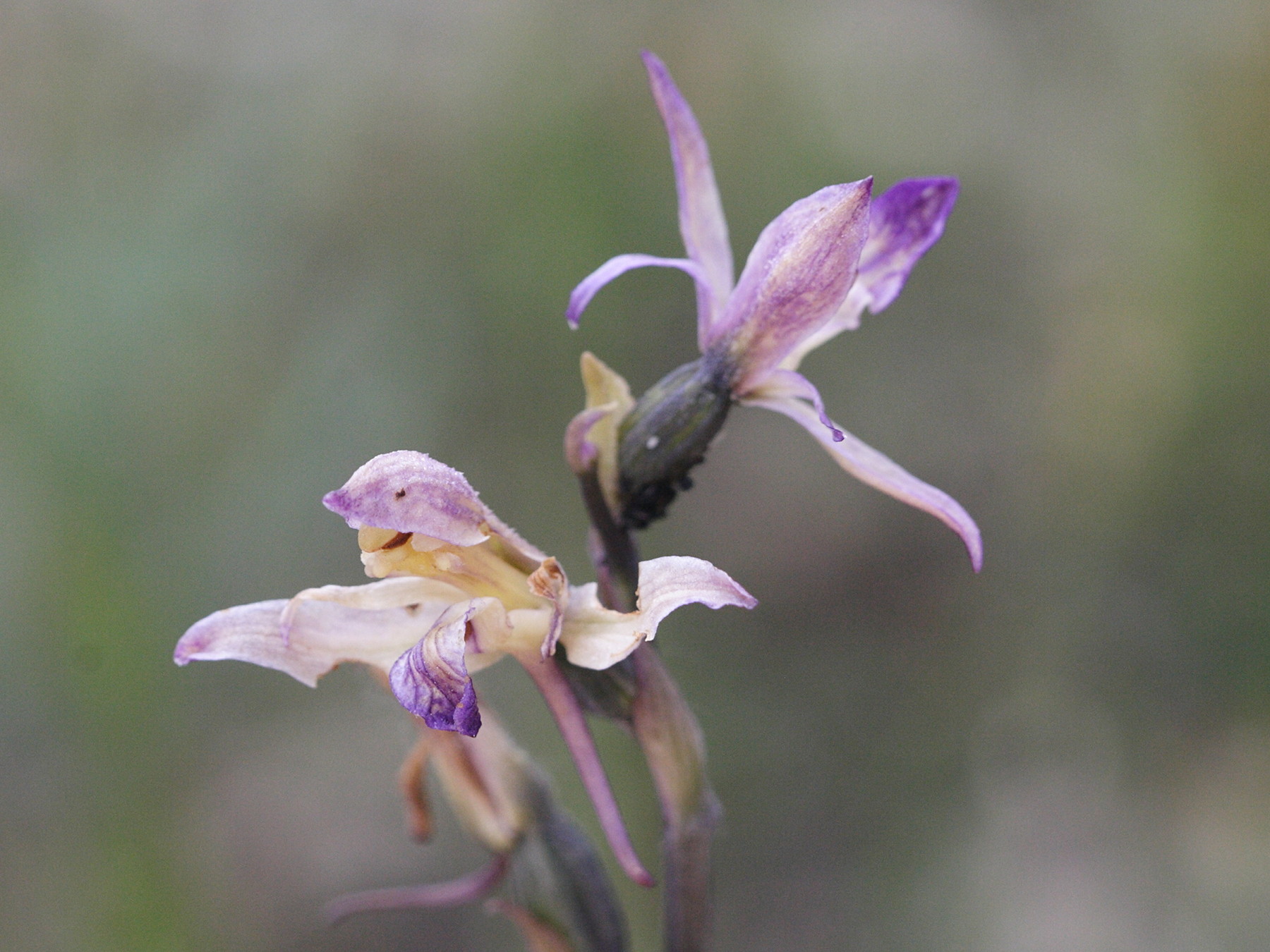 limodorum_abortivum2md