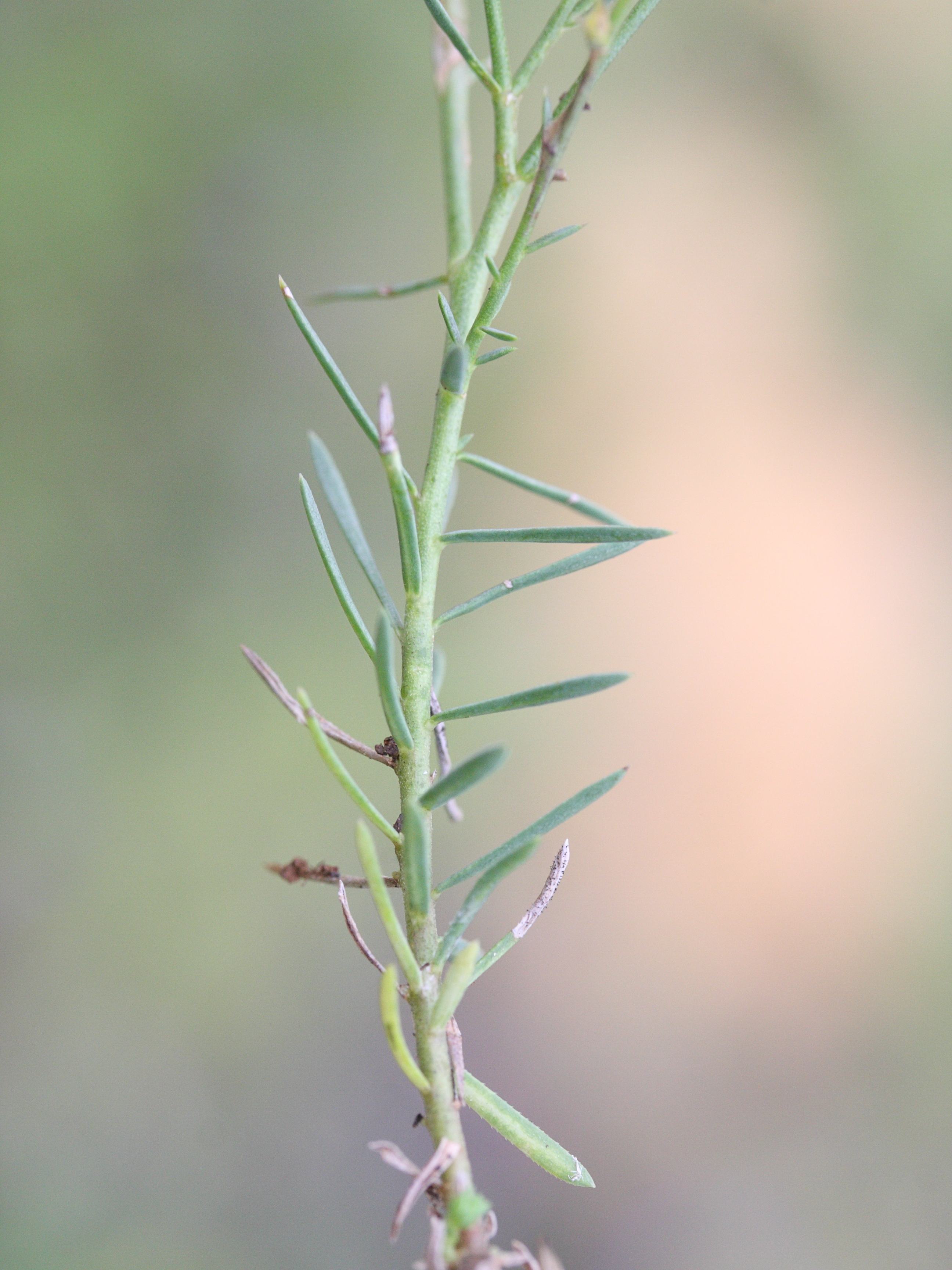 Afficher le média linum_tenuifolium4md linum_tenuifolium4md