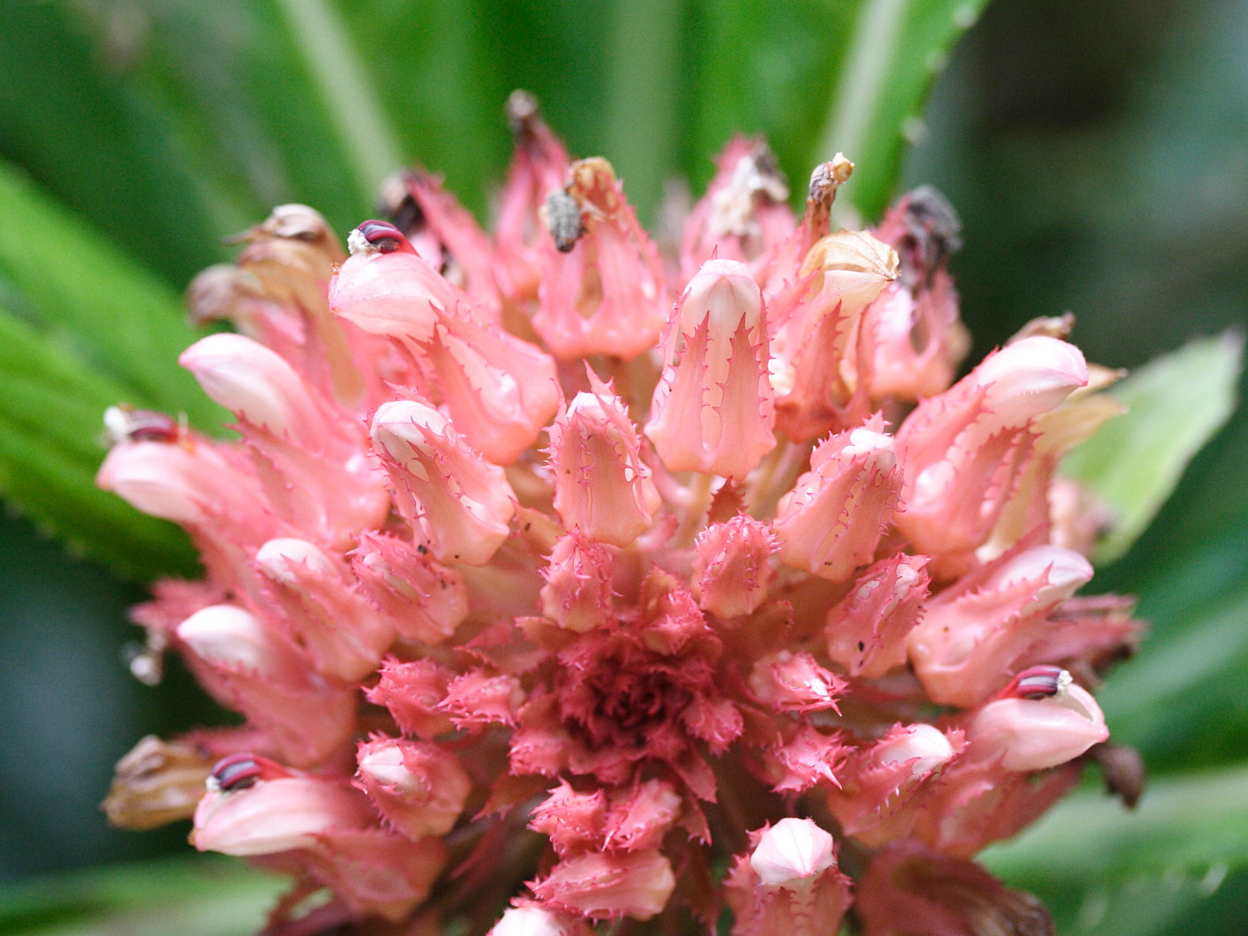 Afficher le média lobelia_conglobata3md lobelia_conglobata3md