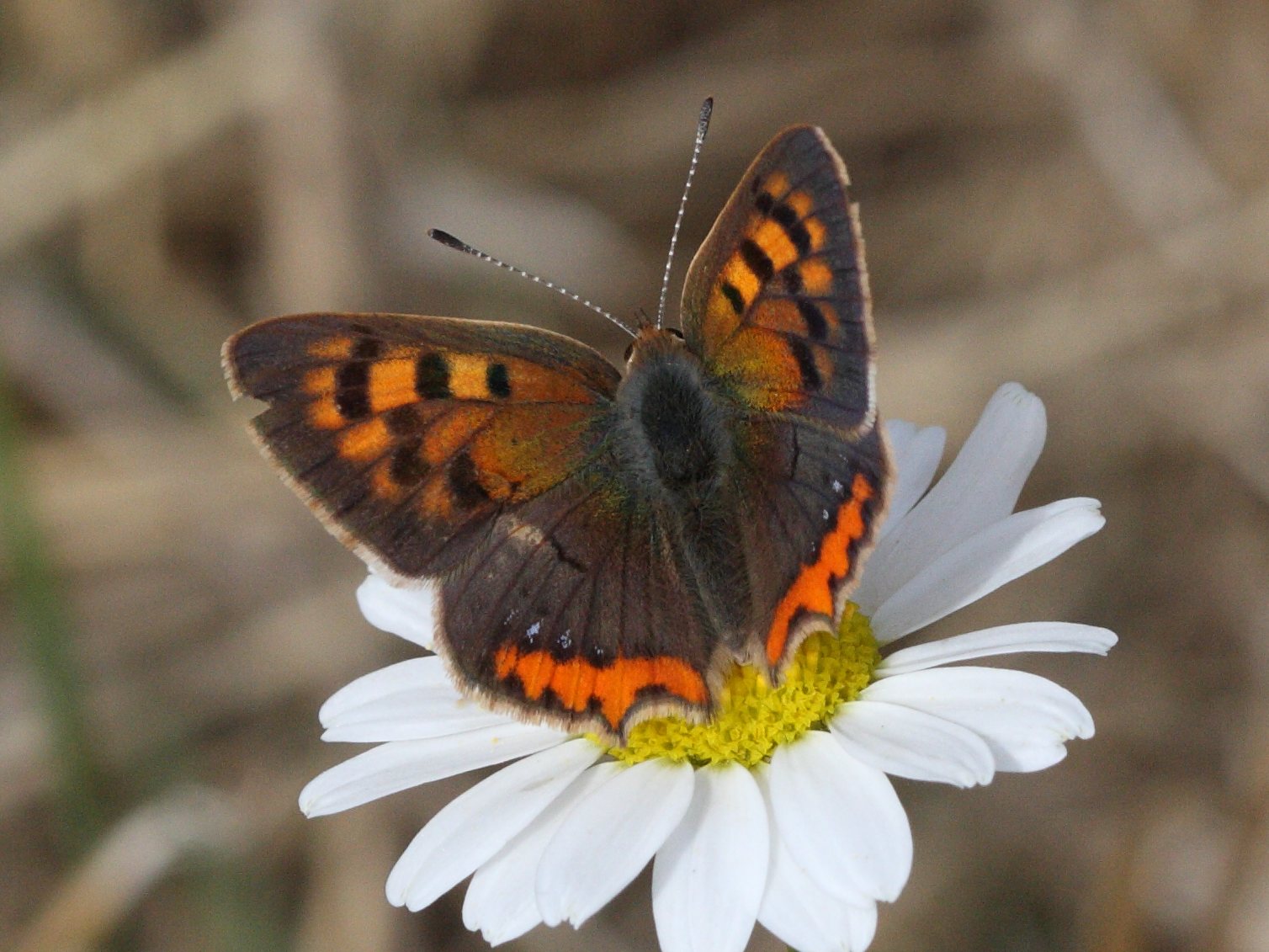 lycaena_tityrus4bd