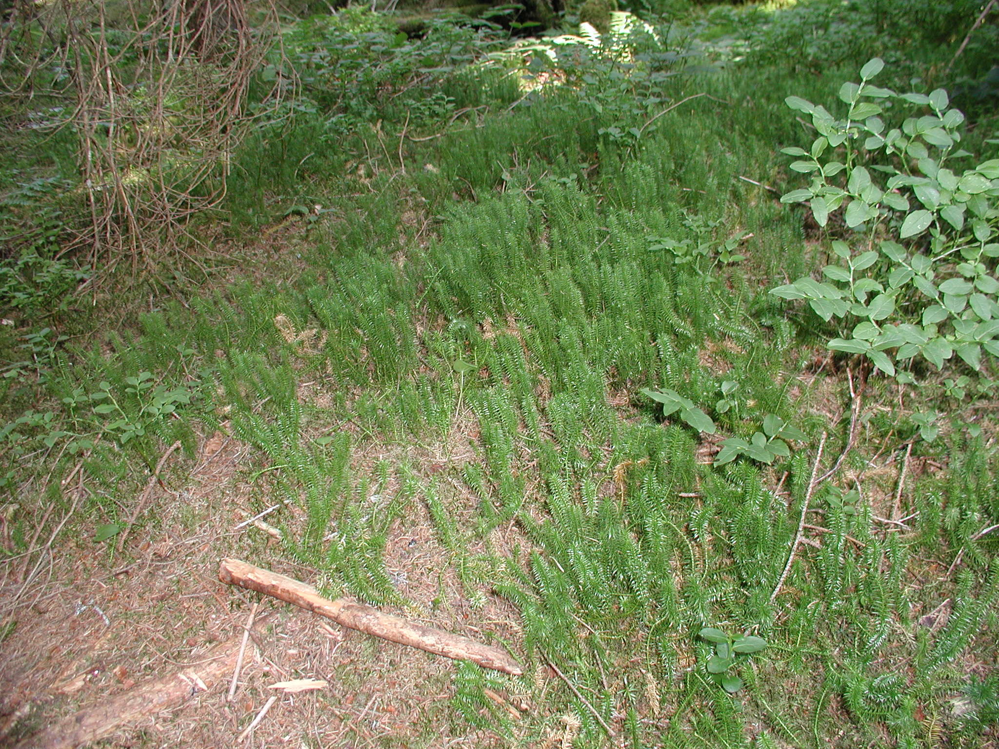 lycopodium_annotinum3amd