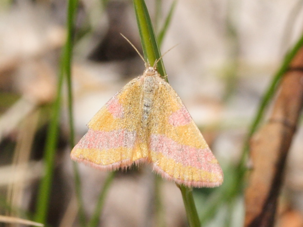 lythria_cruentaria1md