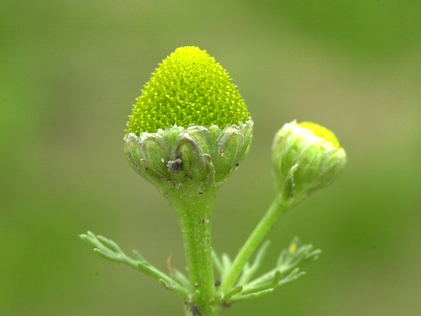 Afficher le média matricaria_discoidea3md matricaria_discoidea3md