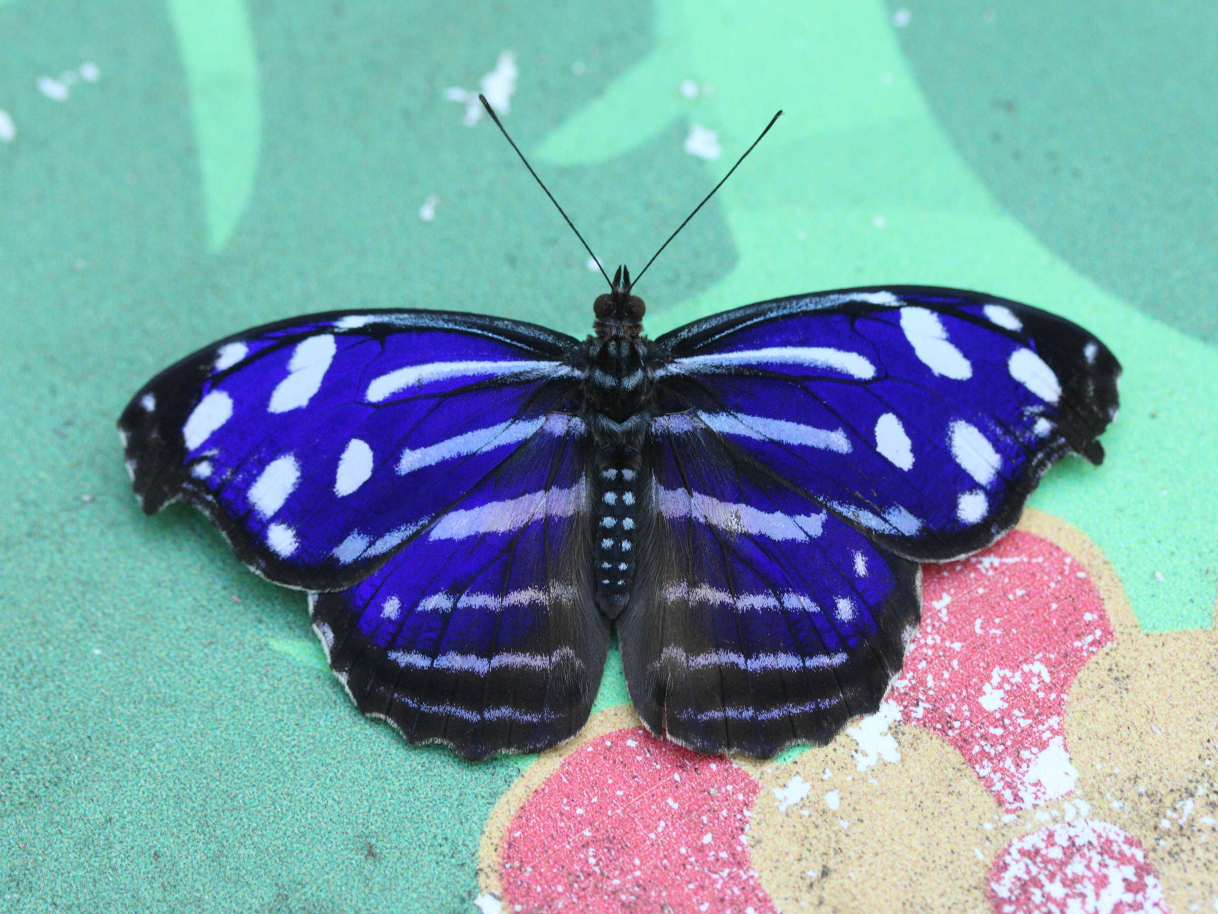 myscelia_cyaniris2md