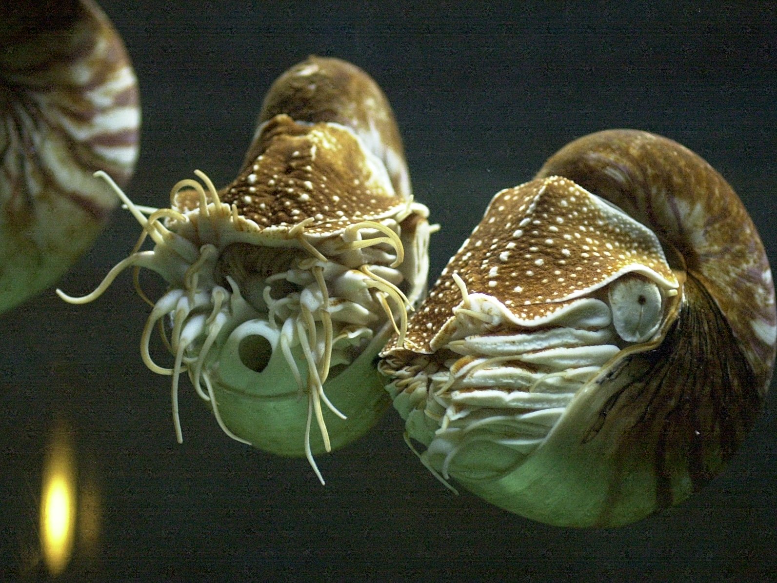 nautilus_pompilius4md