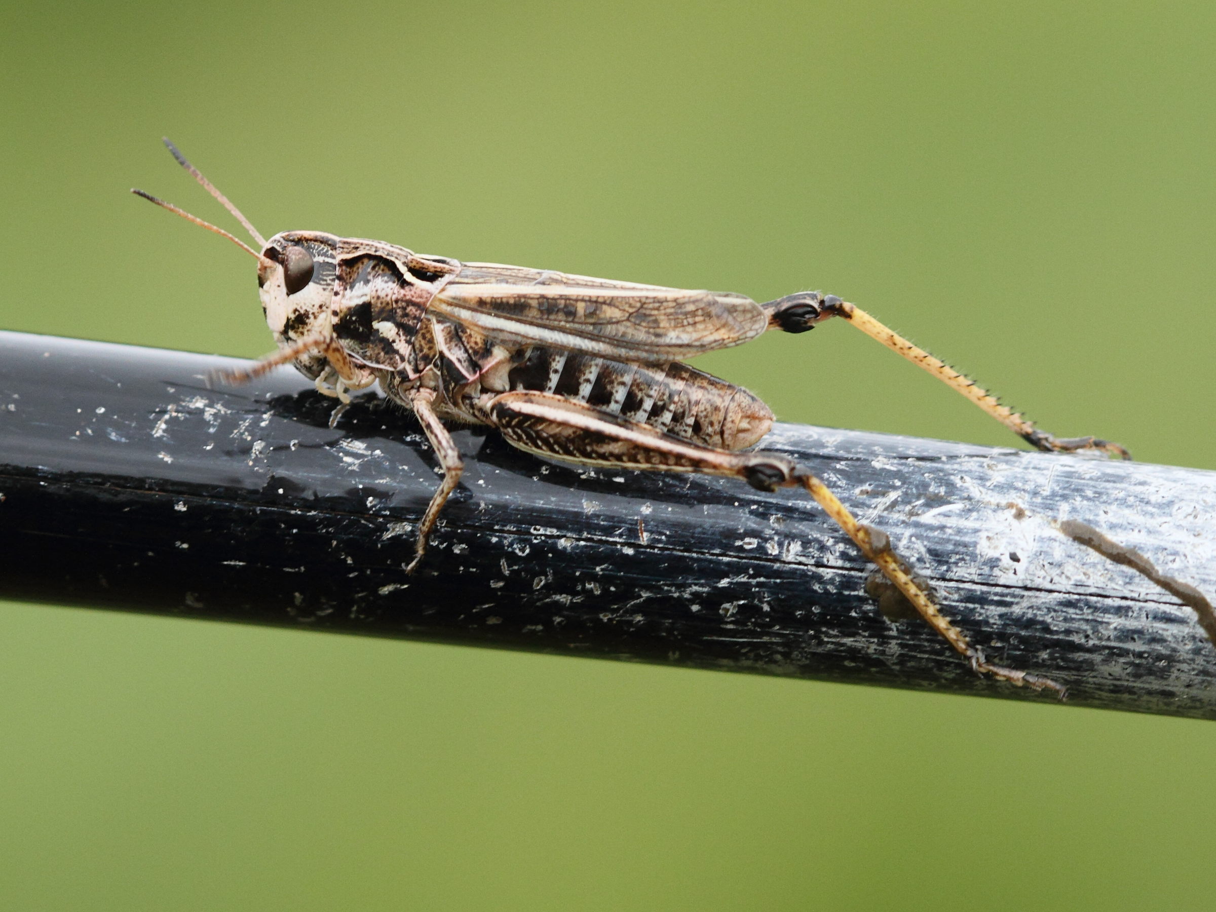 omocestus_haemorrhoidalis3bd