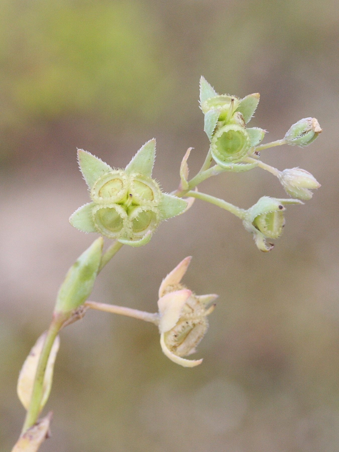 omphalodes_littoralis2md