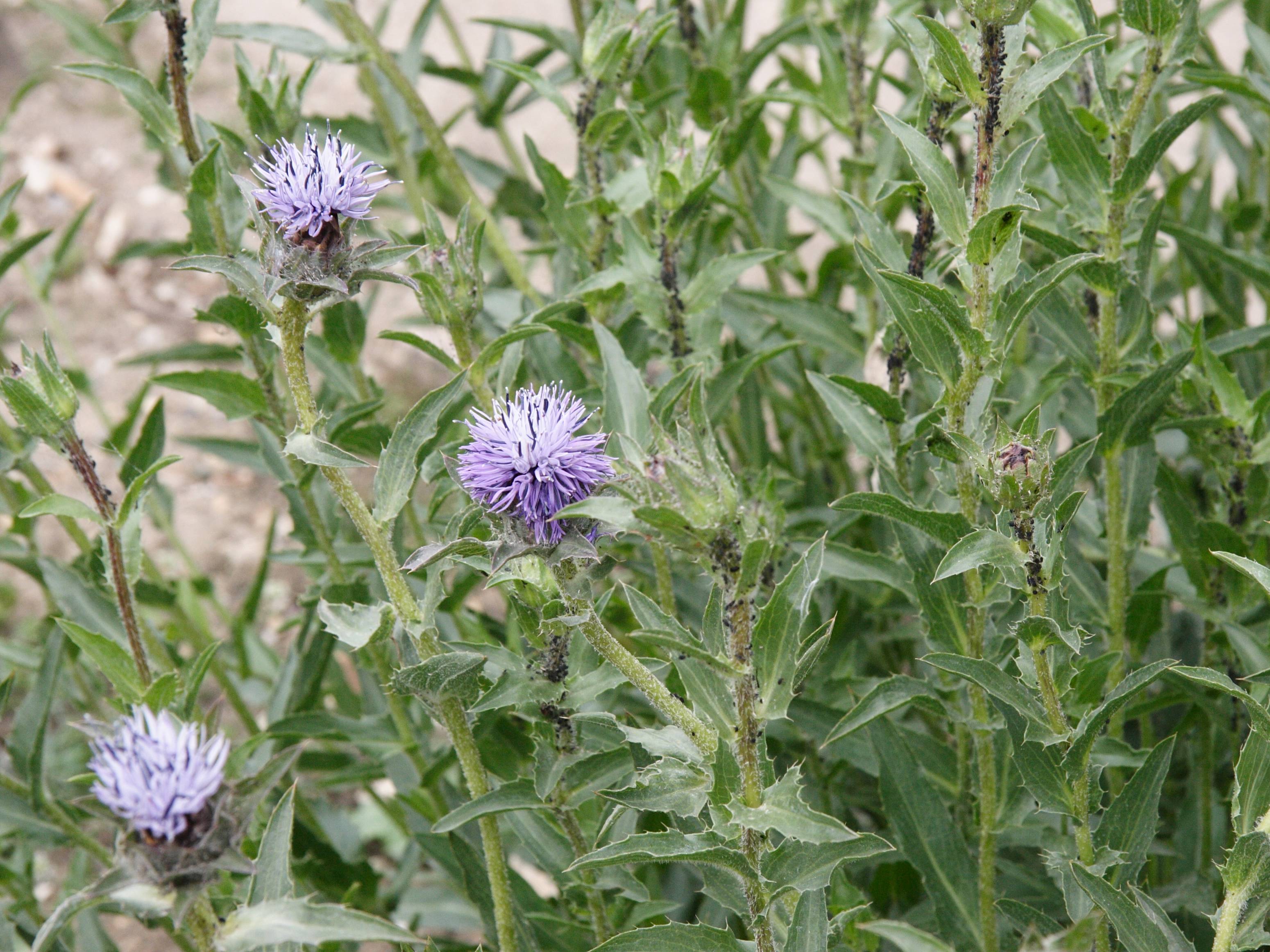 onobroma_caeruleum1md