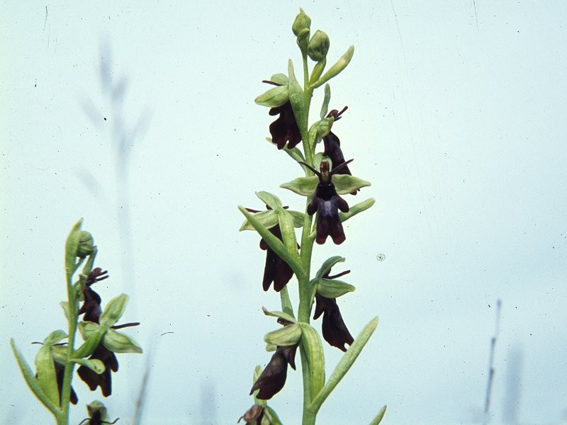 Afficher le média ophrys_insectifera3mcf ophrys_insectifera3mcf