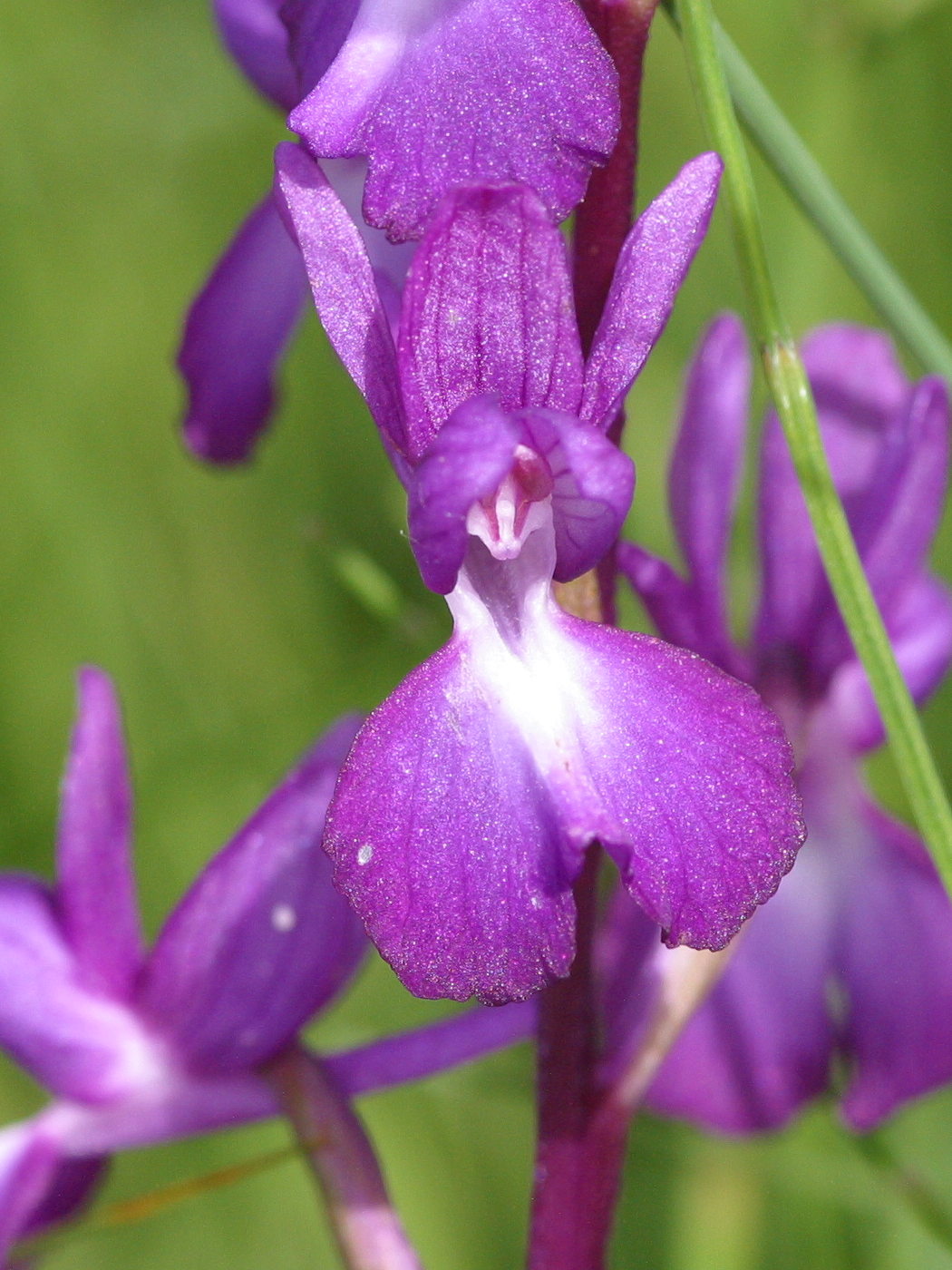 orchis_laxiflora2bd