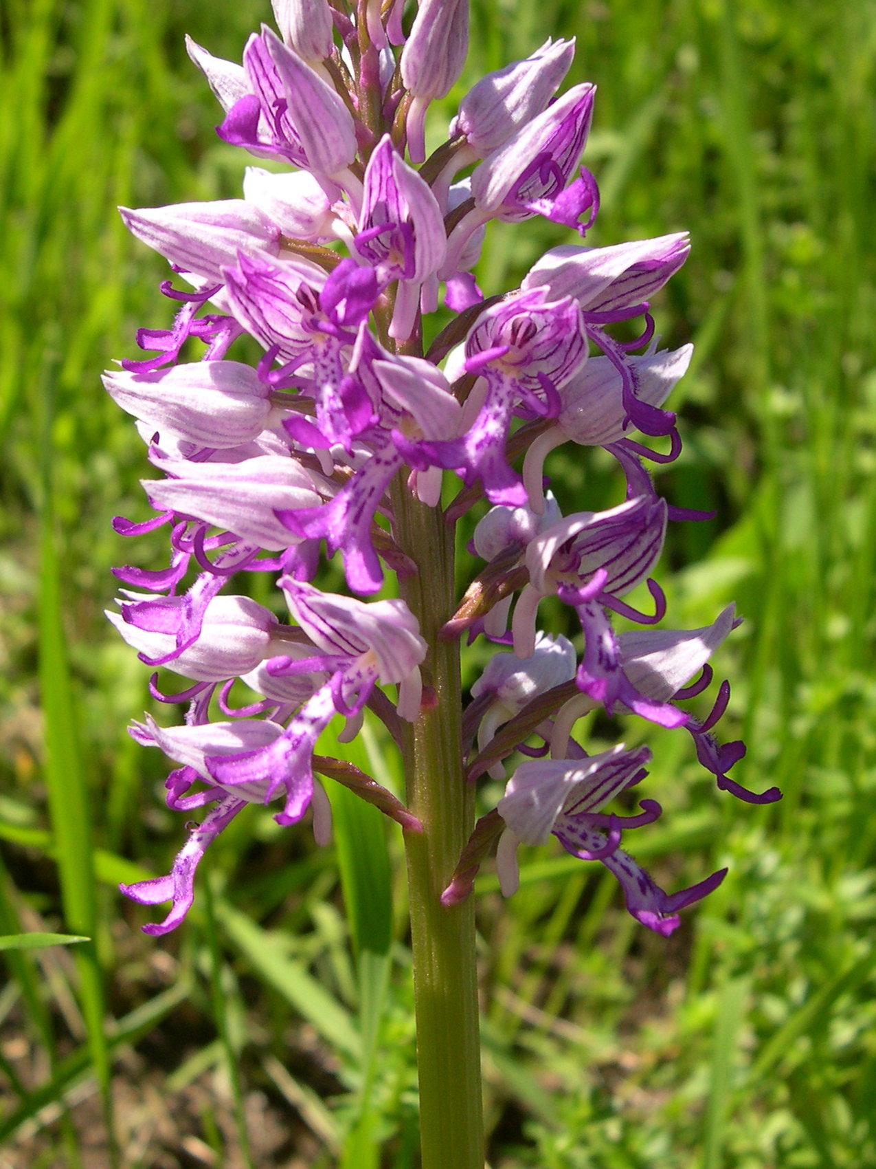 Afficher le média orchis_militaris3md orchis_militaris3md