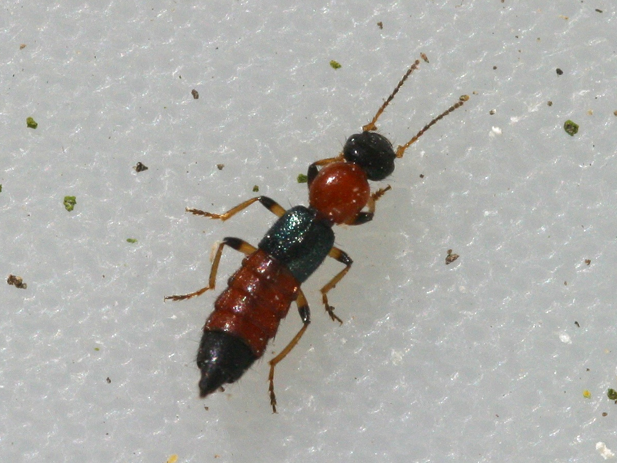 paederus_littoralis1md