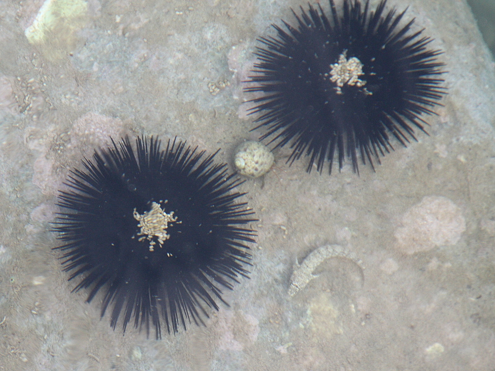 Afficher le média paracentrotus_lividus1bd paracentrotus_lividus1bd