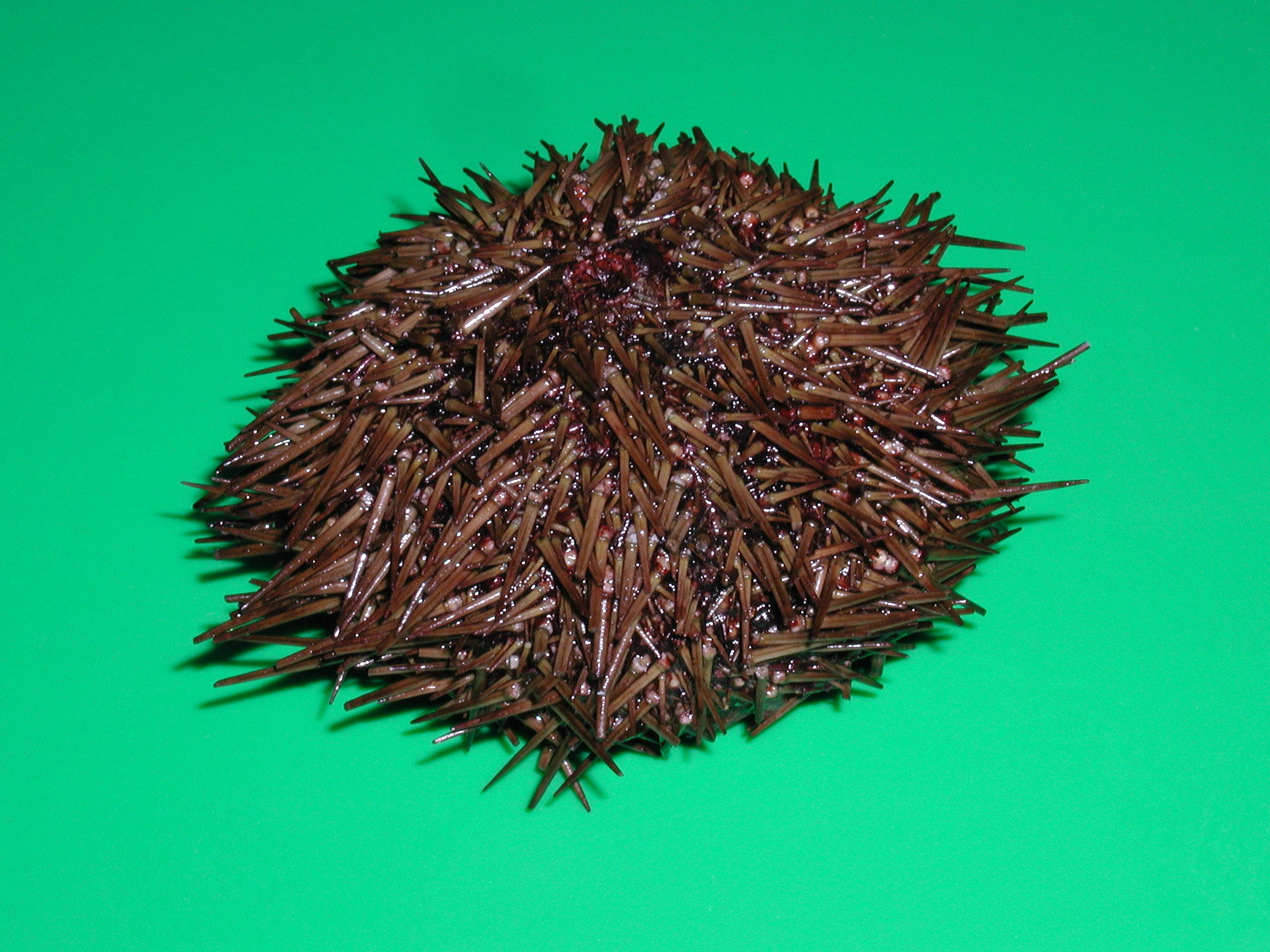 Afficher le média paracentrotus_lividus4md paracentrotus_lividus4md