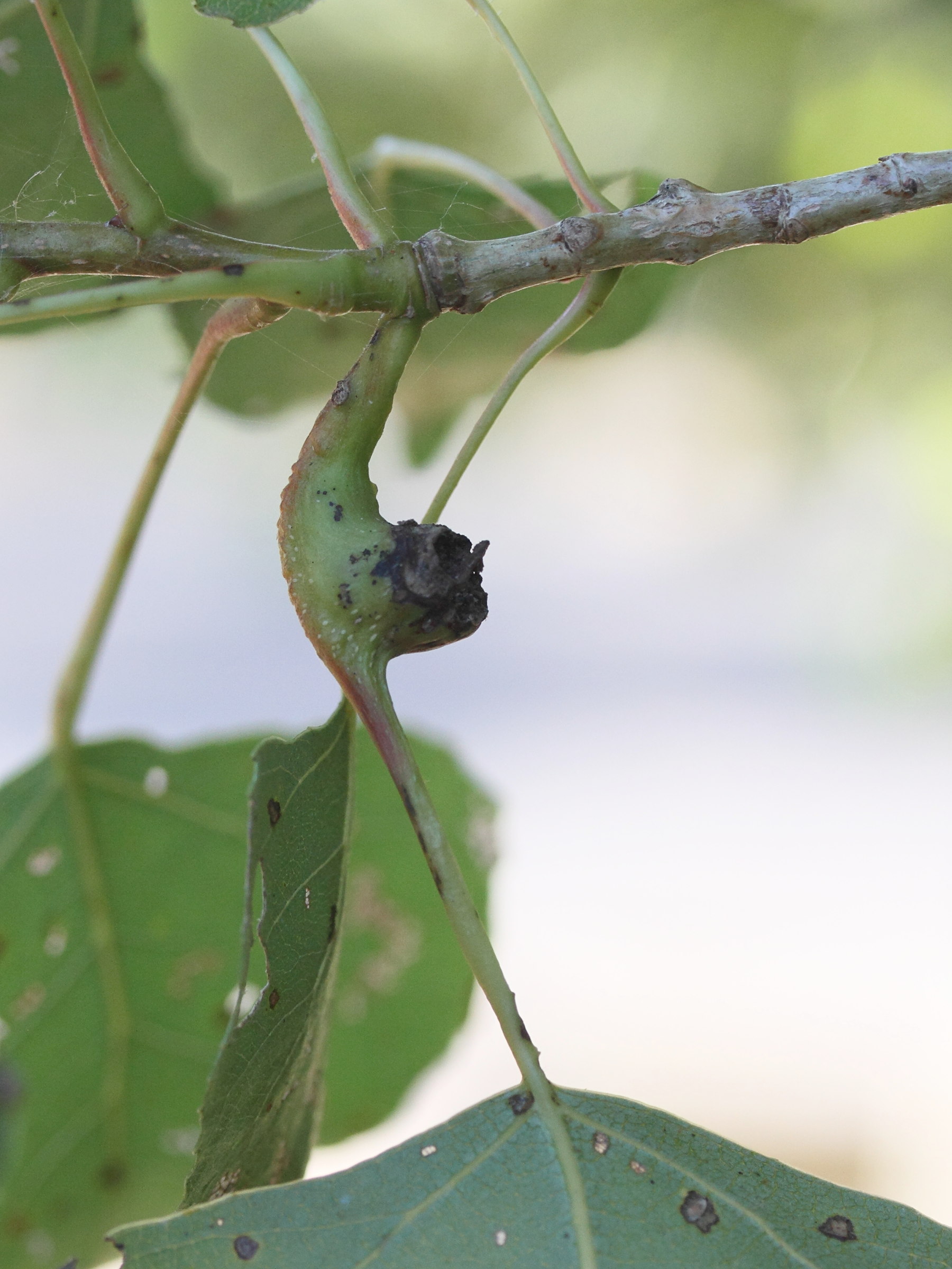 Afficher le média pemphigus_bursarius_galle2md pemphigus_bursarius_galle2md