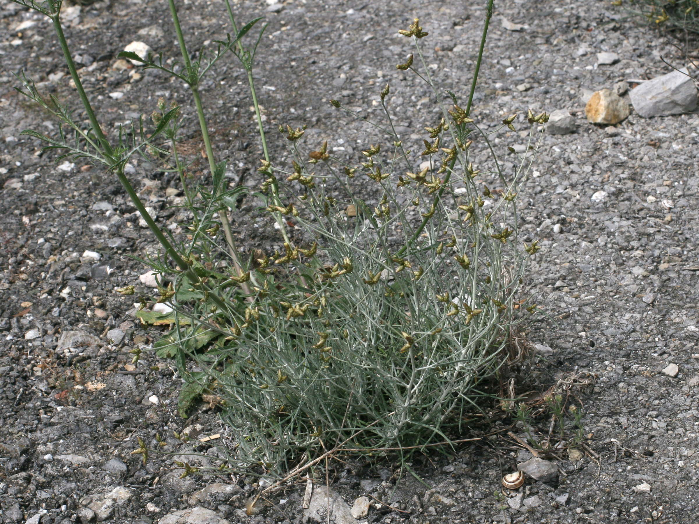 phagnalon_sordidum1md