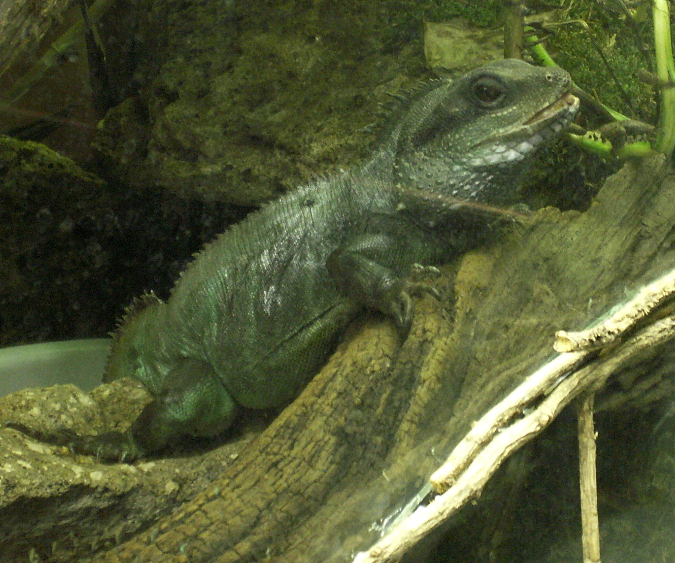 Afficher le média physignathus_cocincinus2md physignathus_cocincinus2md