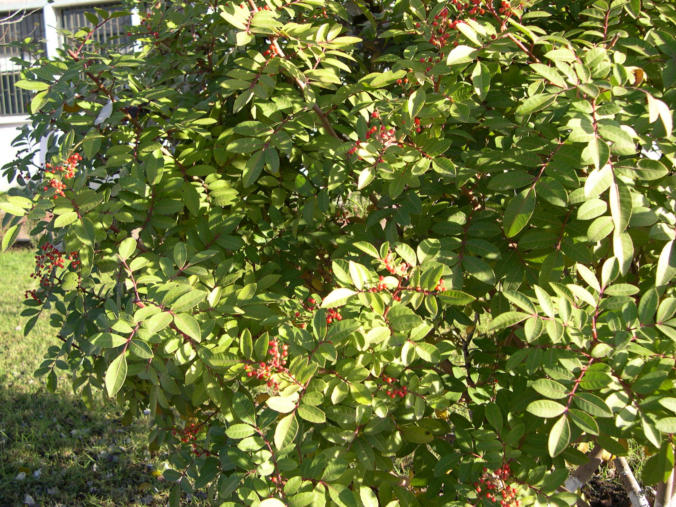 Afficher le média pistacia_terebinthus5md pistacia_terebinthus5md