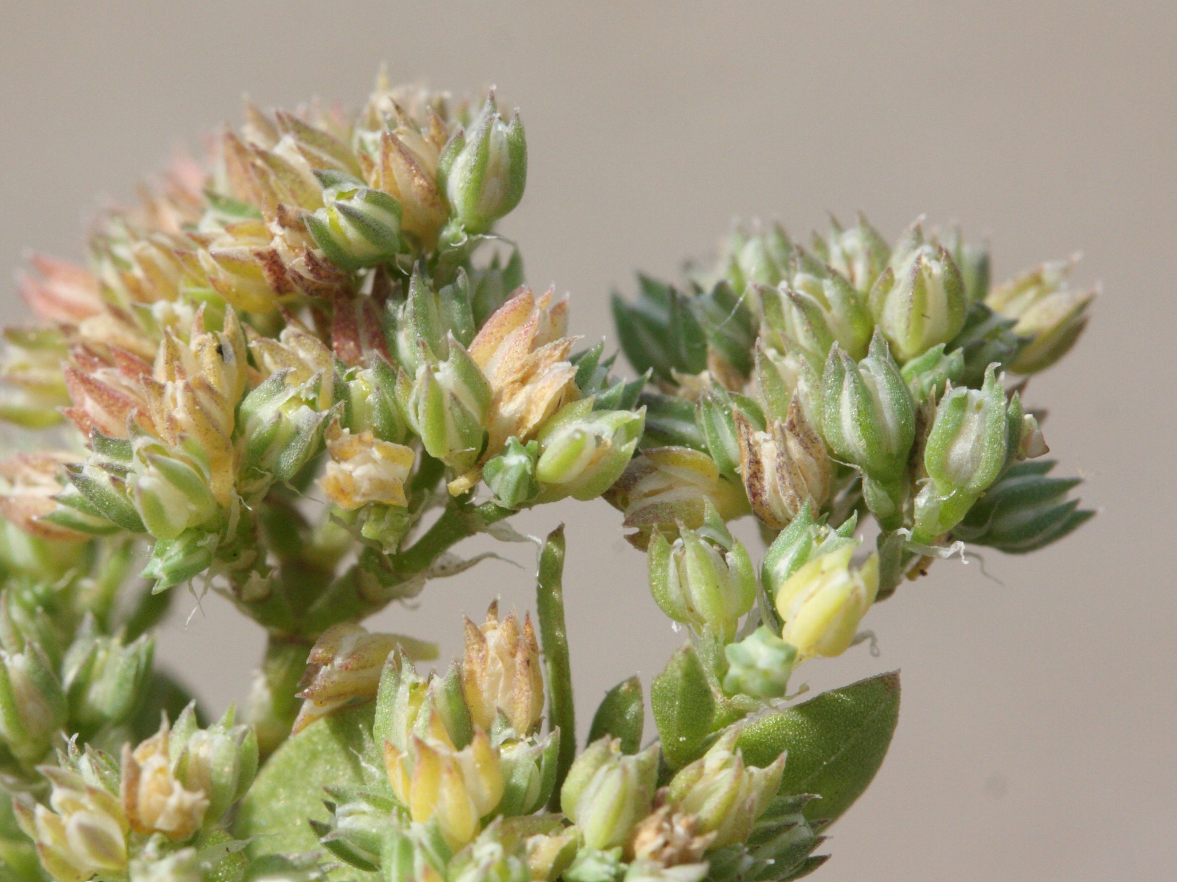 Afficher le média polycarpon-tetraphyllum2md polycarpon-tetraphyllum2md