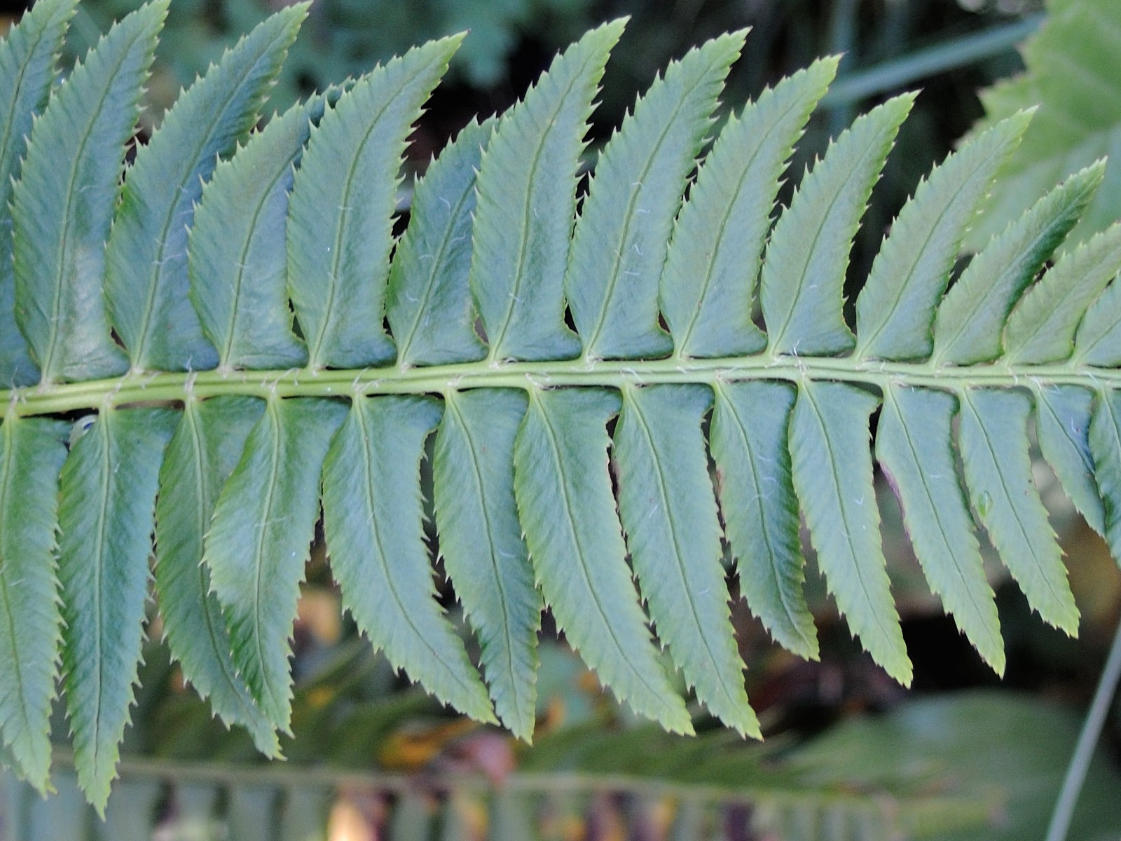 Afficher le média polystichum_lonchitis2md polystichum_lonchitis2md