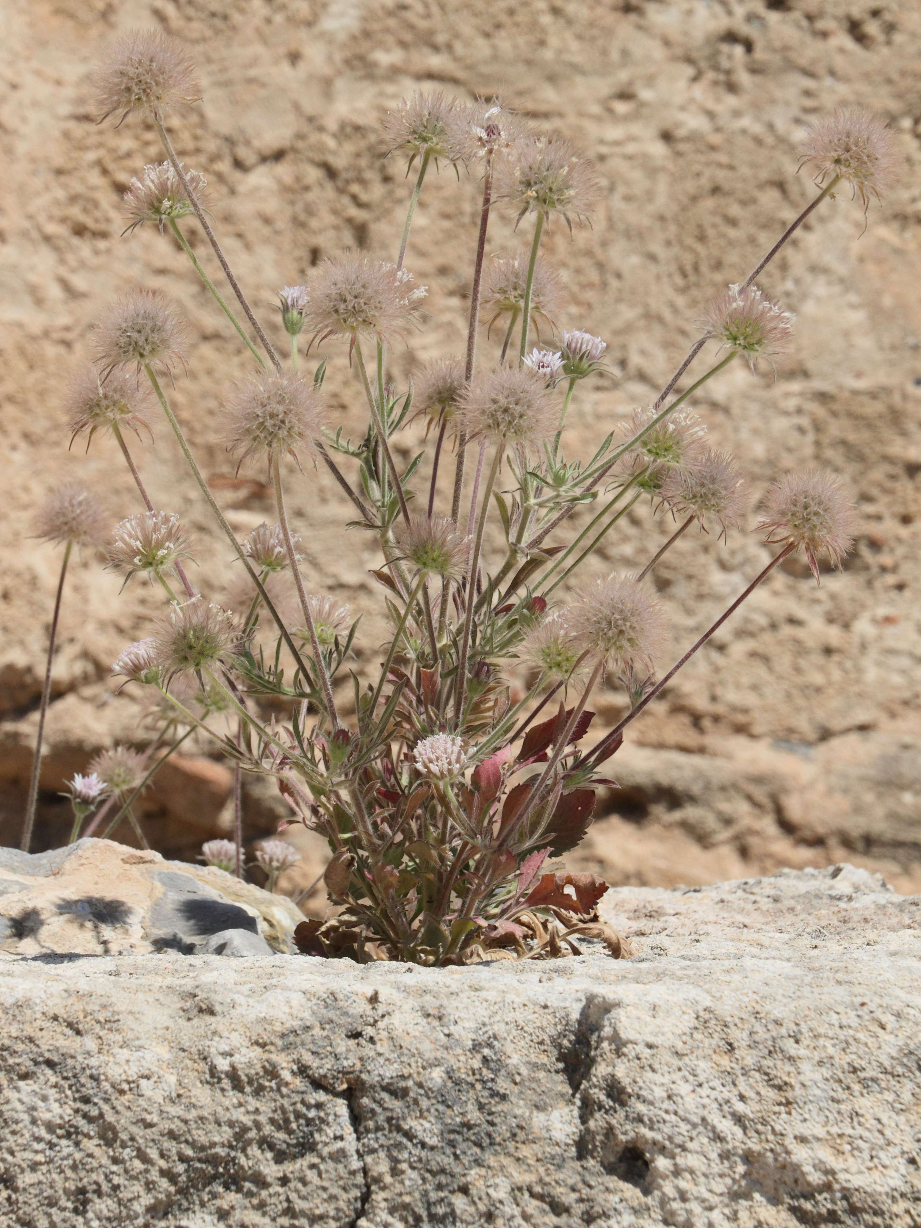 pterocephalus_plumosus5bd