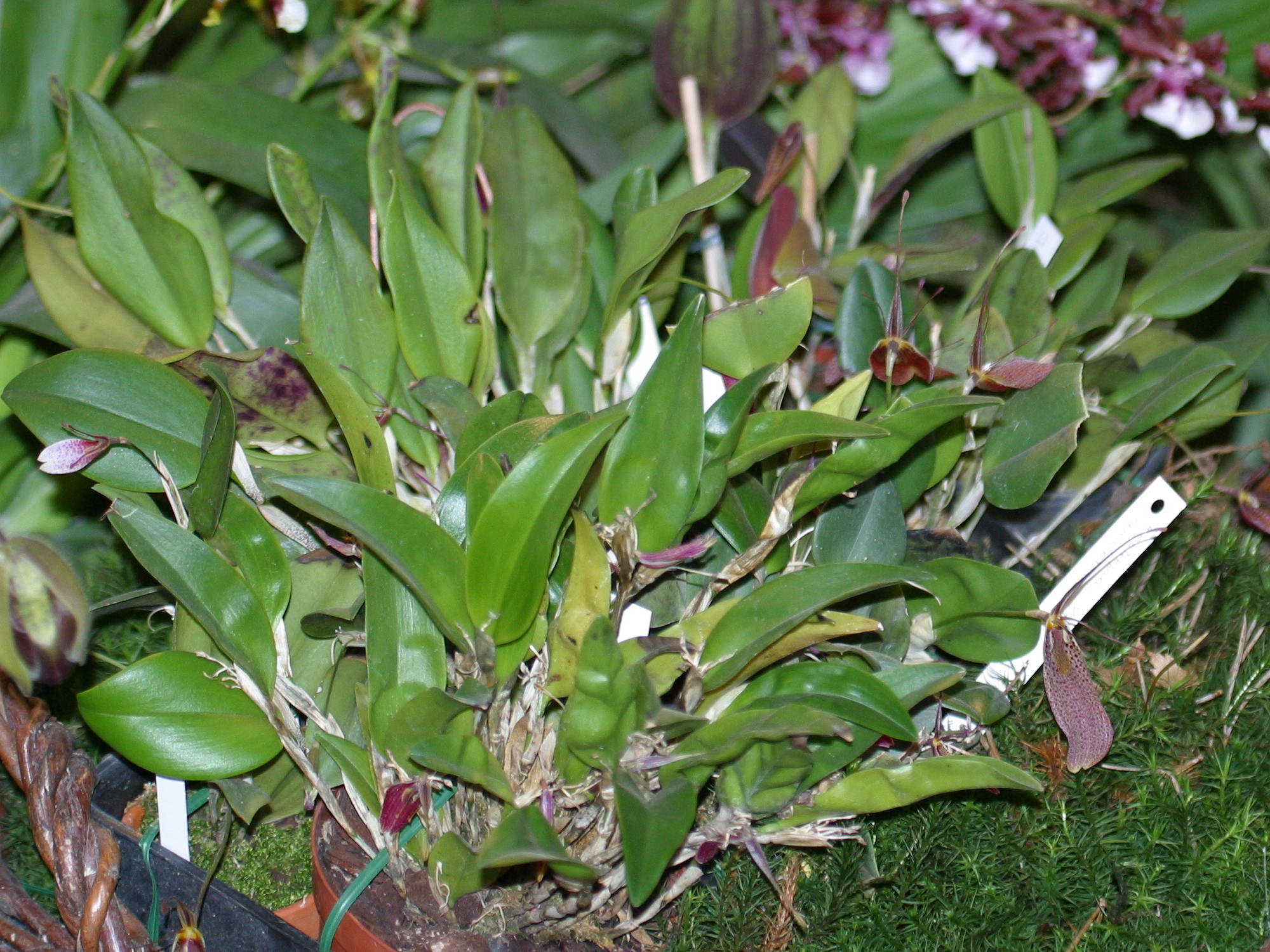 restrepia_condorensis2bd