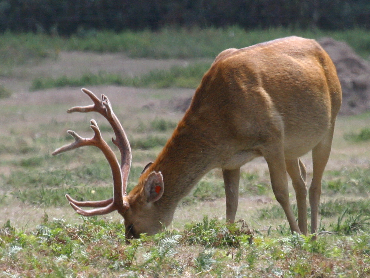 rucervus_duvaucelii4bd