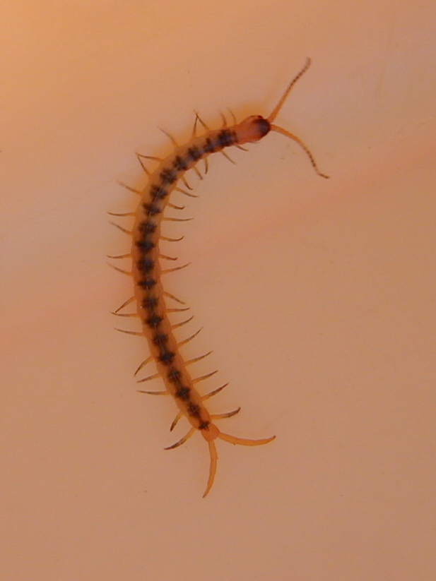 Afficher le média scolopendra_cingulata_juv2md scolopendra_cingulata_juv2md