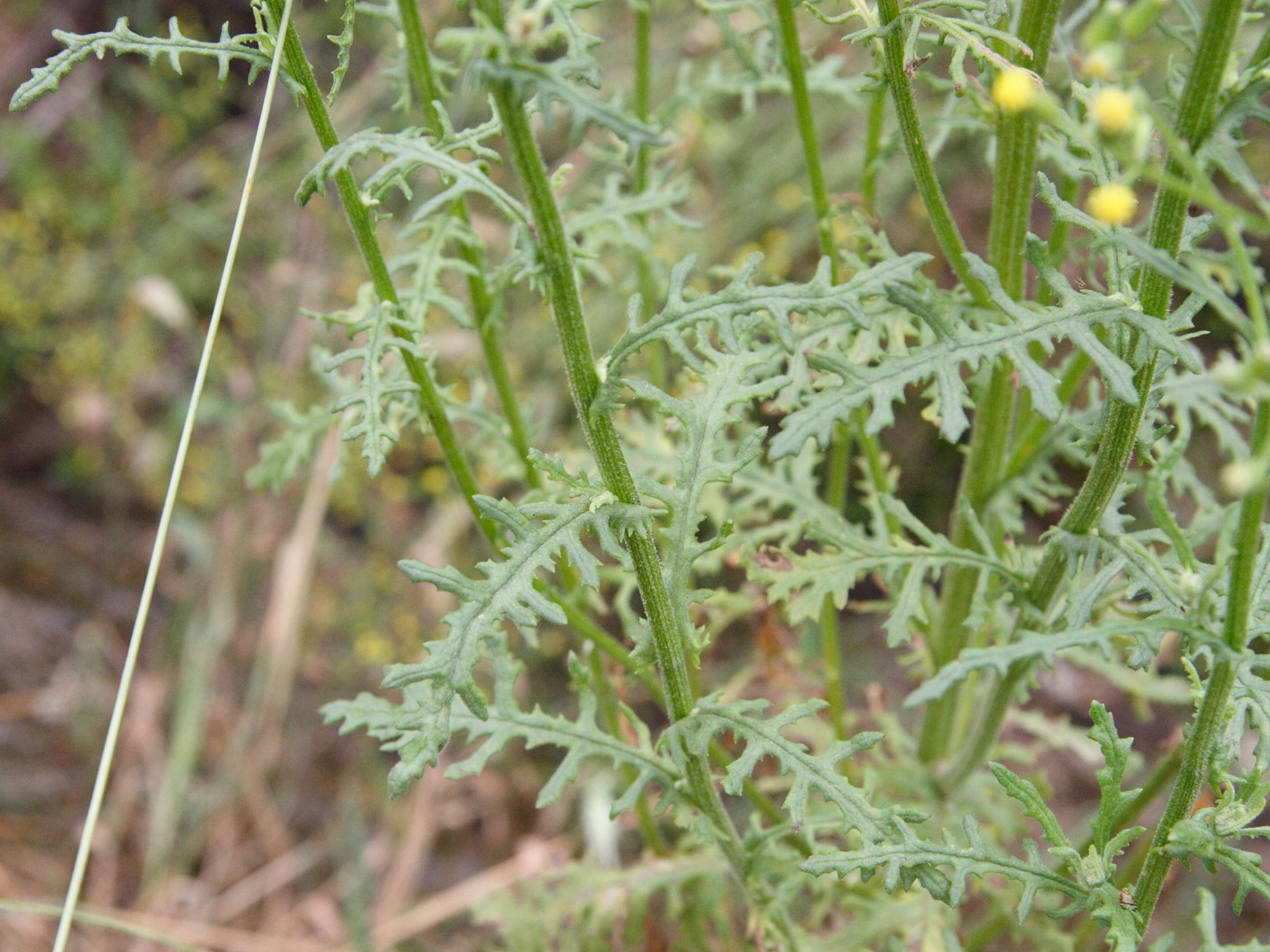 senecio_sylvaticus3md